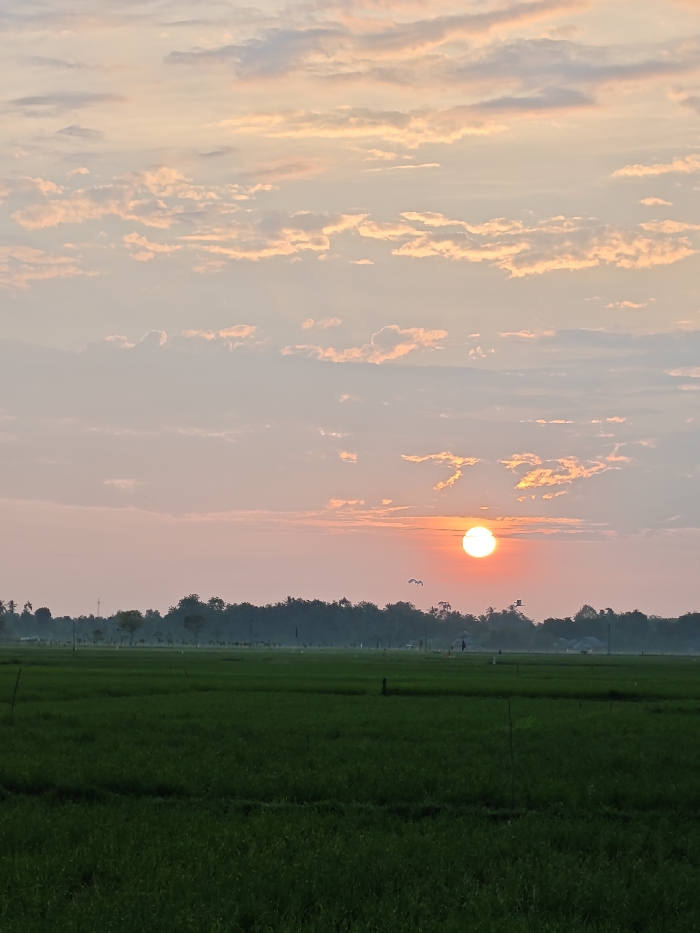 A rural landscape is depicted at either sunrise or sunset in the vicinity of Mee Pangwa, Indonesia. The sky occupies the upper two-thirds of the image, featuring a prominent, intensely bright, circular orange-red sun positioned slightly right of the vertical center, just above the horizon line. The sky exhibits a gradient of color, transitioning from warm peach and pink hues near the sun and horizon to lighter blue-grey tones overhead, with numerous scattered, wispy altocumulus clouds illuminated by the sun's glow. Two small, dark bird silhouettes are visible in flight against the brighter sky, positioned to the left of the sun. The horizon is defined by a dense, dark green band of trees and lower vegetation, stretching across the frame. The lower third of the image consists of a flat, expansive green field, consistent with cultivated rice paddies. Several slender, dark vertical stakes are visible within this field. A solitary, dark human figure in silhouette stands in the mid-distance within the green field, slightly to the right of the center.