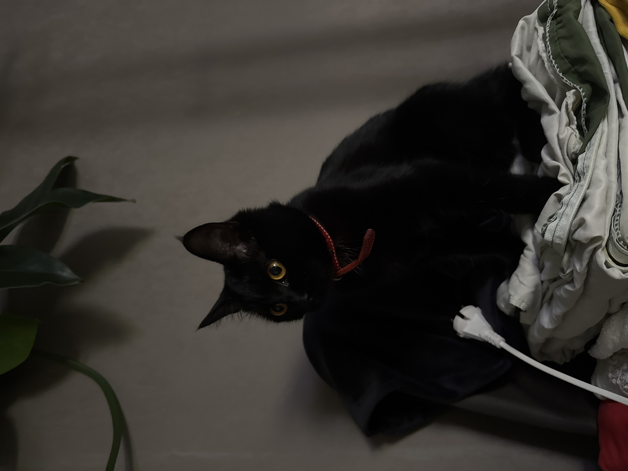 A black cat with a red collar is perched atop a pile of clothes. The cat is looking down and to the left of the frame. A plant is located in the lower left of the frame. A white power cable protrudes from the pile of clothes. The location of the image is Unknown, Unknown.