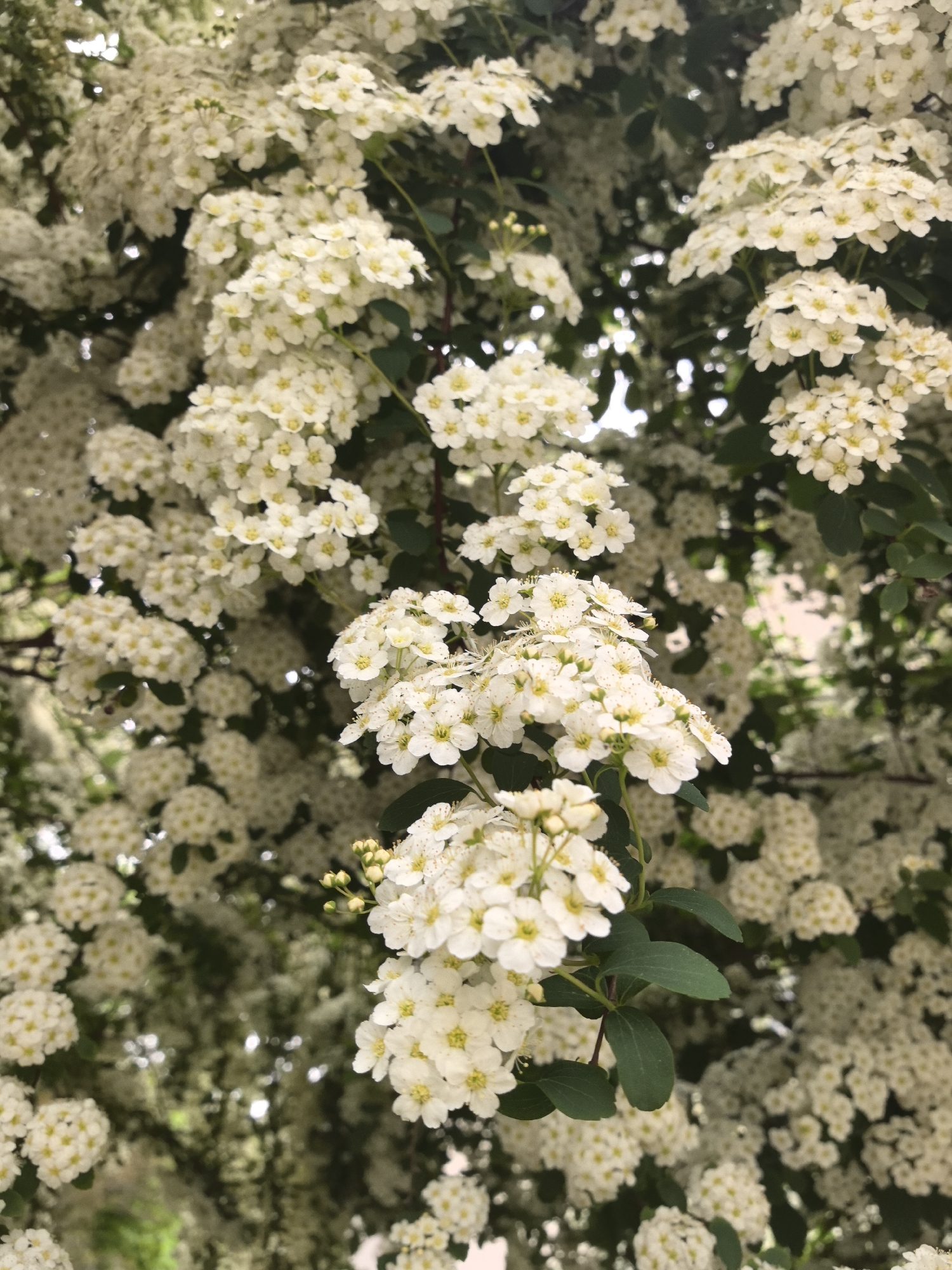 The image shows a flowering shrub, possibly a Spiraea, with clusters of small, white flowers. The foliage consists of small, dark green leaves. The background is filled with more of the same flowers, creating a dense, floral backdrop. The location appears to be outdoors in a natural setting. No people or specific objects that would indicate the city of Hrabrino, Bulgaria are visible.