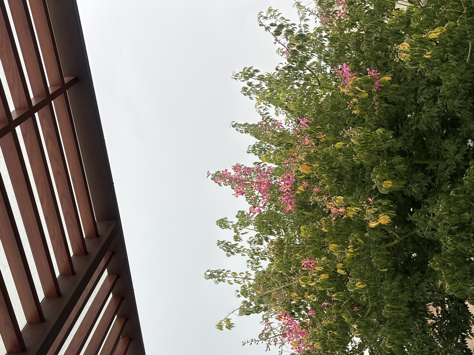 This image captures a lush, green tree with vibrant pink flowers blooming amongst its leaves. The tree's branches reach upwards, creating a dense canopy. Above the tree, a wooden pergola with parallel slatted beams is visible, casting shadows and providing architectural interest. The background consists of an overcast sky, suggesting a cloudy day. The scene appears to be an outdoor setting in San Bernardino Tlaxcalancingo, Mexico, likely a residential or garden area given the presence of the pergola and well-maintained tree. No people or animals are present in the frame.