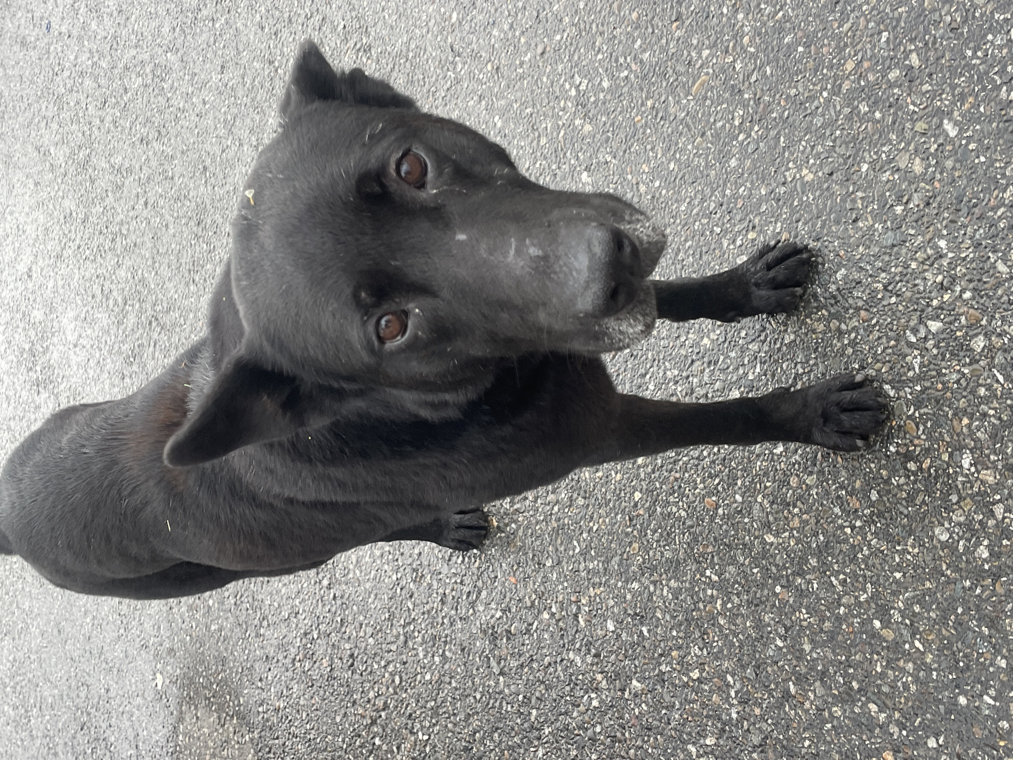 A medium shot captures a black dog standing on an asphalt surface. The dog is facing the camera, its head slightly tilted to the left. Its eyes are a warm brown, and its expression appears curious. The asphalt is speckled with various shades of gray and white pebbles, suggesting an outdoor environment. A few strands of light-colored debris are visible on the dog's fur and the ground. The lighting is overcast, creating a diffused illumination. There is no indication of the specific location within Baranovka, Russia, nor are there any other people or objects in the frame.