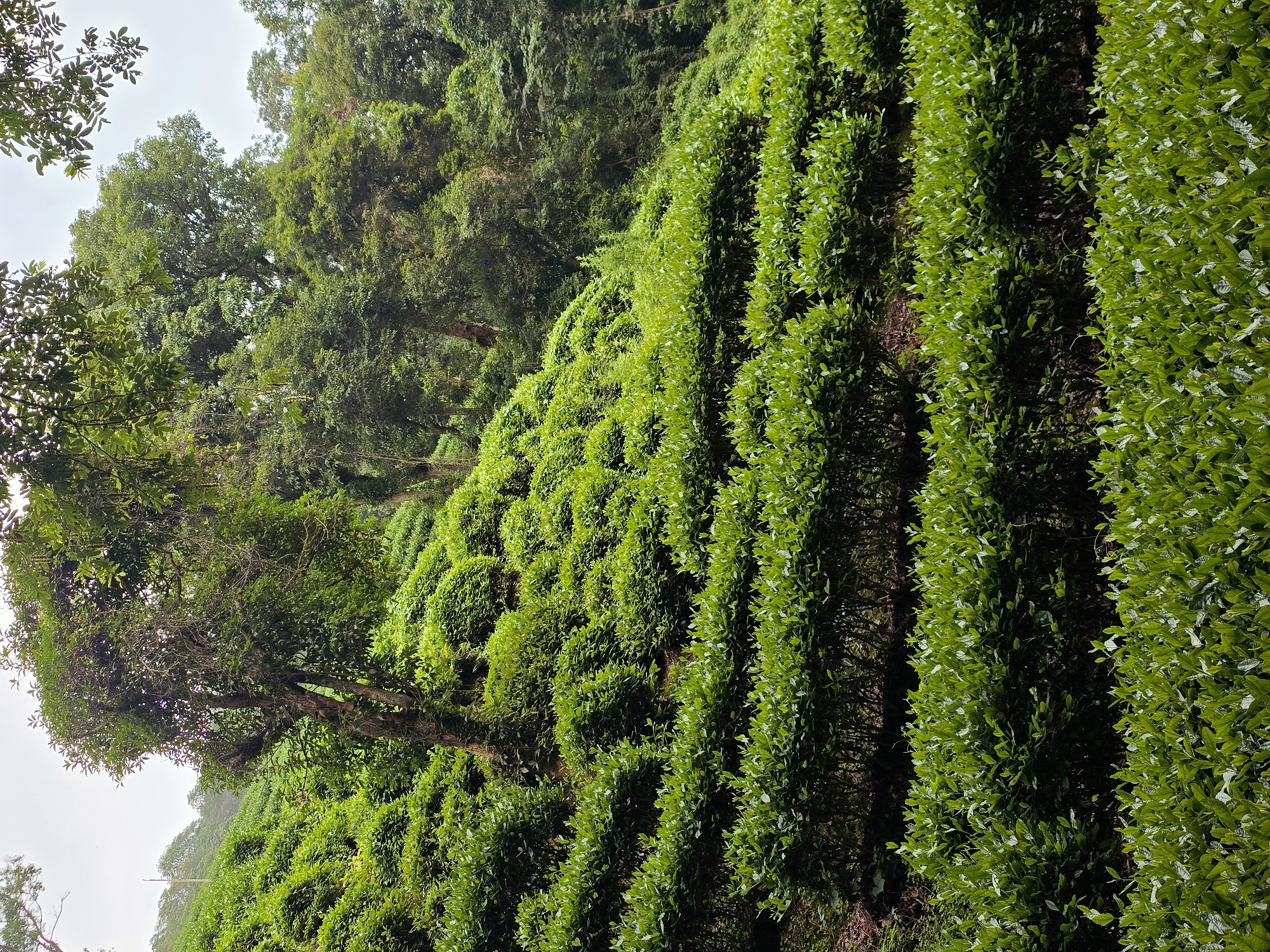This is a photograph of a verdant tea plantation on a hillside. The rows of meticulously pruned tea bushes cascade down the slope, creating a textured landscape. In the background, mature trees with dense foliage rise further up the hill, some with vines trailing down their trunks. The sky above is overcast, casting a soft, diffused light over the scene. There are no people or animals visible in the image. The environment is one of lush, natural beauty, suggesting a tranquil rural setting, likely within a region known for tea cultivation, such as the Xihu District in China, famous for its Longjing tea.