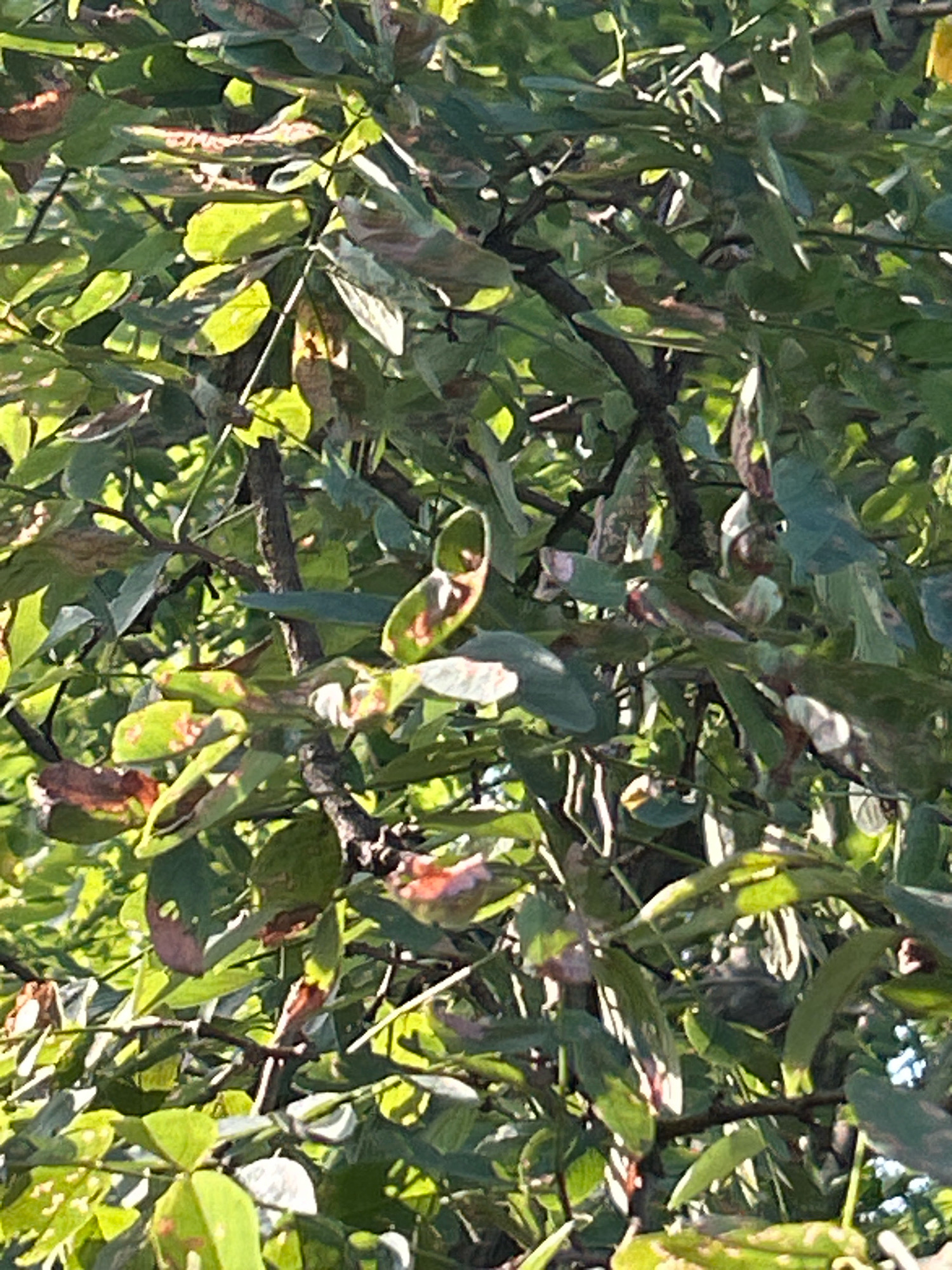 The image shows a close-up view of a tree with dense foliage. The leaves are primarily green, with some showing signs of browning and discoloration. Sunlight filters through the branches, creating a dappled effect on the leaves. The image does not provide any specific geographical or contextual information that would allow for its localization in Robinson Township, United States of America, or any other specific location. There are no people, objects, actions, or interactions depicted in the image.