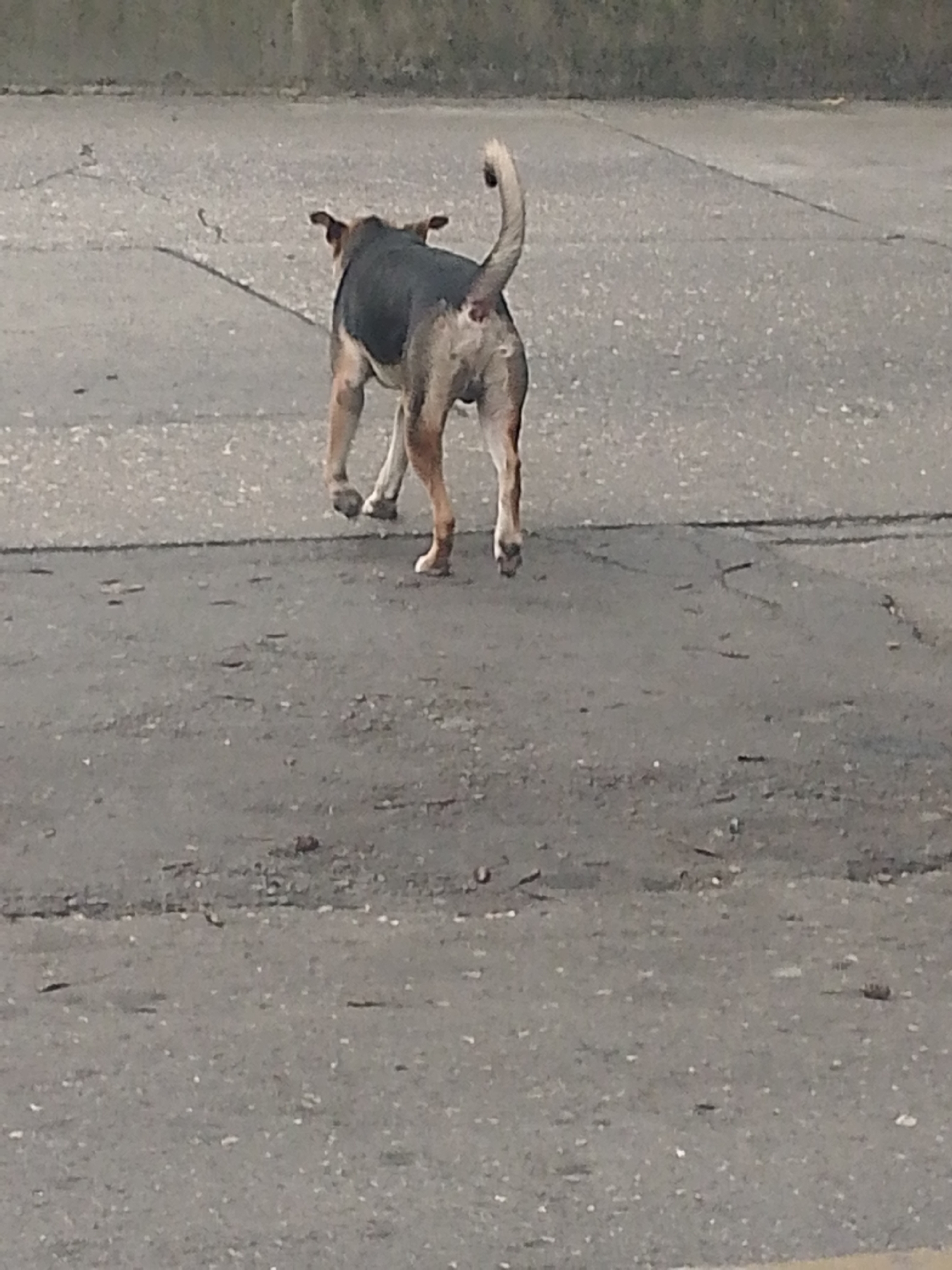 A medium-sized dog with a dark back and light brown legs and tail is walking away from the viewer on an asphalt surface. The dog's tail is curved upwards. The asphalt surface appears to be a road or street. In the background, there is a concrete wall or barrier. The location is Caracas, Venezuela.