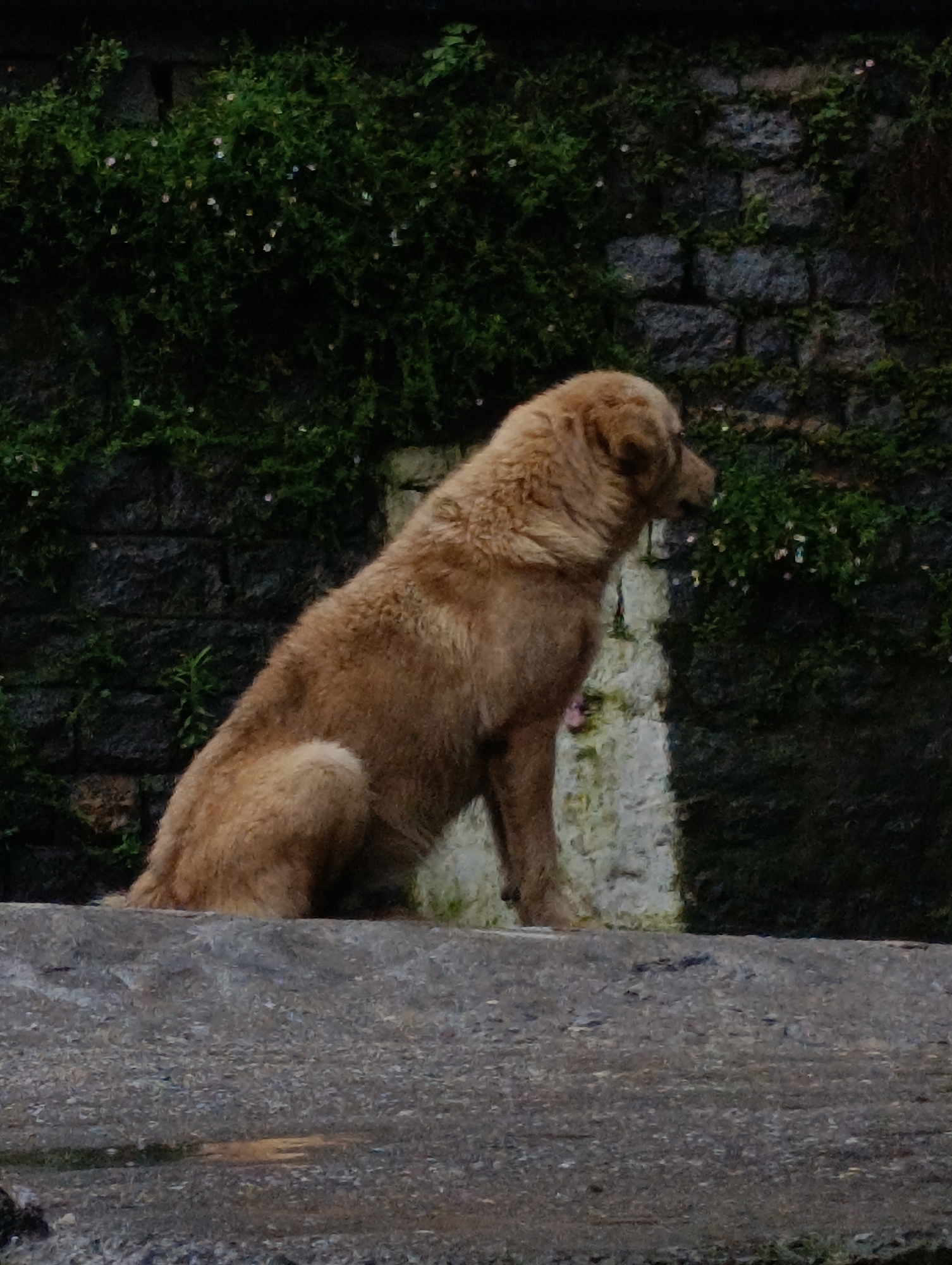 An adult, light brown dog is sitting on a grey, textured surface, likely a stone wall or ledge, with its body facing right and its head turned slightly to the right, looking into the distance. The dog has a thick, shaggy coat and a medium-length tail. Behind the dog, a dark, rough stone wall is visible, partially covered with dense green foliage and small white flowers. To the right of the dog, a section of the wall is lighter, possibly due to weathering or water stains. The overall environment suggests an outdoor setting, potentially in a natural or semi-natural urban area. The lighting is somewhat dim, creating deep shadows and highlighting the texture of the dog's fur and the stone wall.