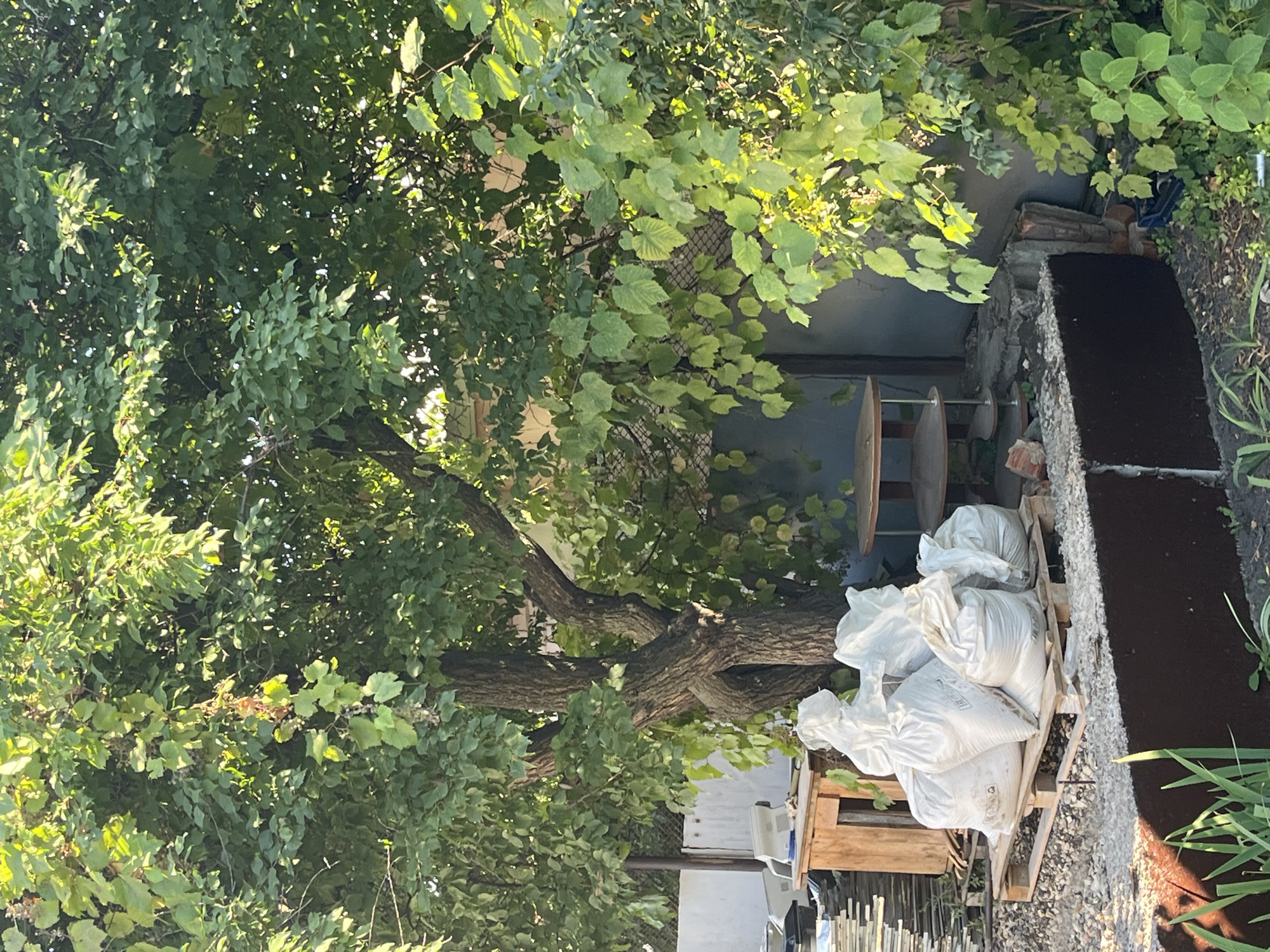 This is an outdoor, eye-level, full-shot image of a garden area. The foreground shows a large pile of bags on a wooden pallet, which is situated on a gravel surface. To the left of the pallet is a stack of flat objects, possibly tiles or slate. Behind this, there's a wooden structure with an opening, appearing to be a storage unit or bench. Further back, a large tree with a thick, gnarled trunk dominates the scene, its dense green foliage filling much of the frame. The tree's branches extend upwards and outwards, with sunlight filtering through the leaves. To the right of the tree, a grey wall is visible, and a multi-tiered circular shelf unit stands near the wall. The background consists of more greenery, a metal fence, and a white wall. The scene is in Saratov, Russia.