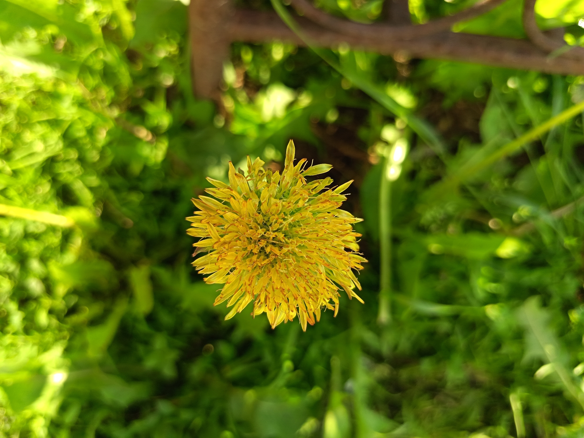 A close-up, top-down view of a yellow, dandelion-like flower is centered in the frame. The flower is in focus, showcasing its intricate petals that radiate outwards. The background is a blurred expanse of lush green foliage, indicative of a natural or garden setting. In the upper portion of the image, a dark, blurry object, possibly a twig or piece of wood, is visible, adding a textural element to the scene. The lighting suggests it is daytime, with dappled sunlight illuminating the flower and leaves. The image was captured in Soloneshnoye, Russia.