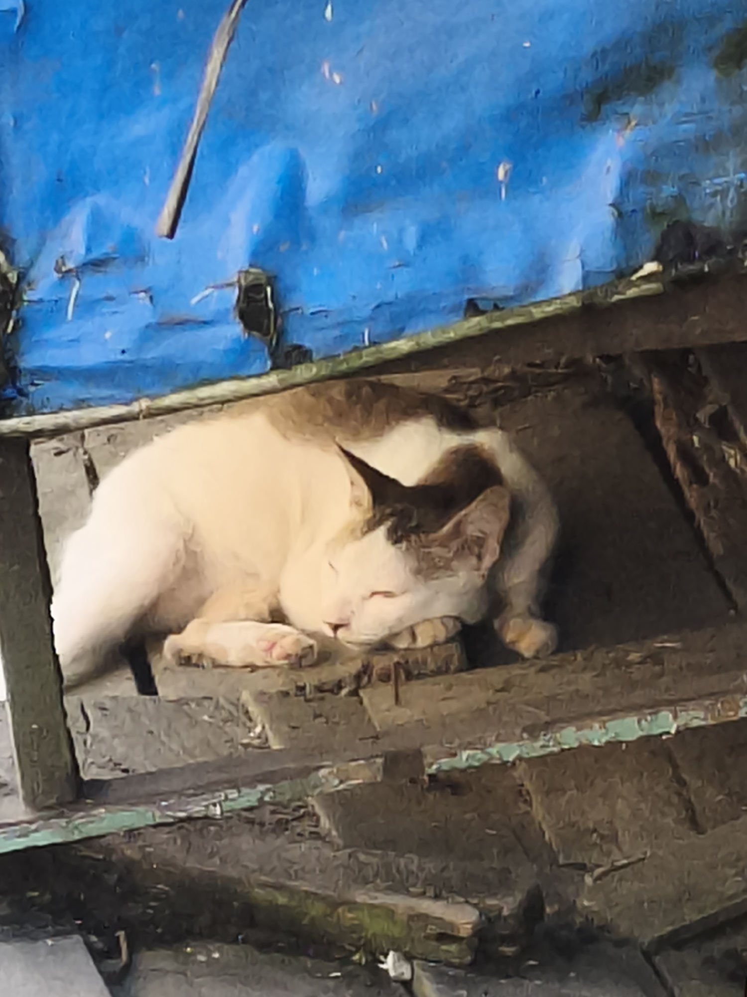 A calico cat sleeps curled on a wooden platform under a blue tarp. The cat has white fur with brown patches on its head and back. Its eyes are closed, and its paws are tucked underneath its body. The wooden platform appears worn and weathered, with peeling green paint along one edge. The blue tarp is also textured and appears to be a protective covering for the area. The overall environment suggests an outdoor setting, possibly a sheltered area in a yard or an informal structure. The scene is static, with the cat at rest. There are no people or other animals visible. The lighting suggests daytime, with some shadows cast on the platform. The location is identified as Samarinda, Indonesia.