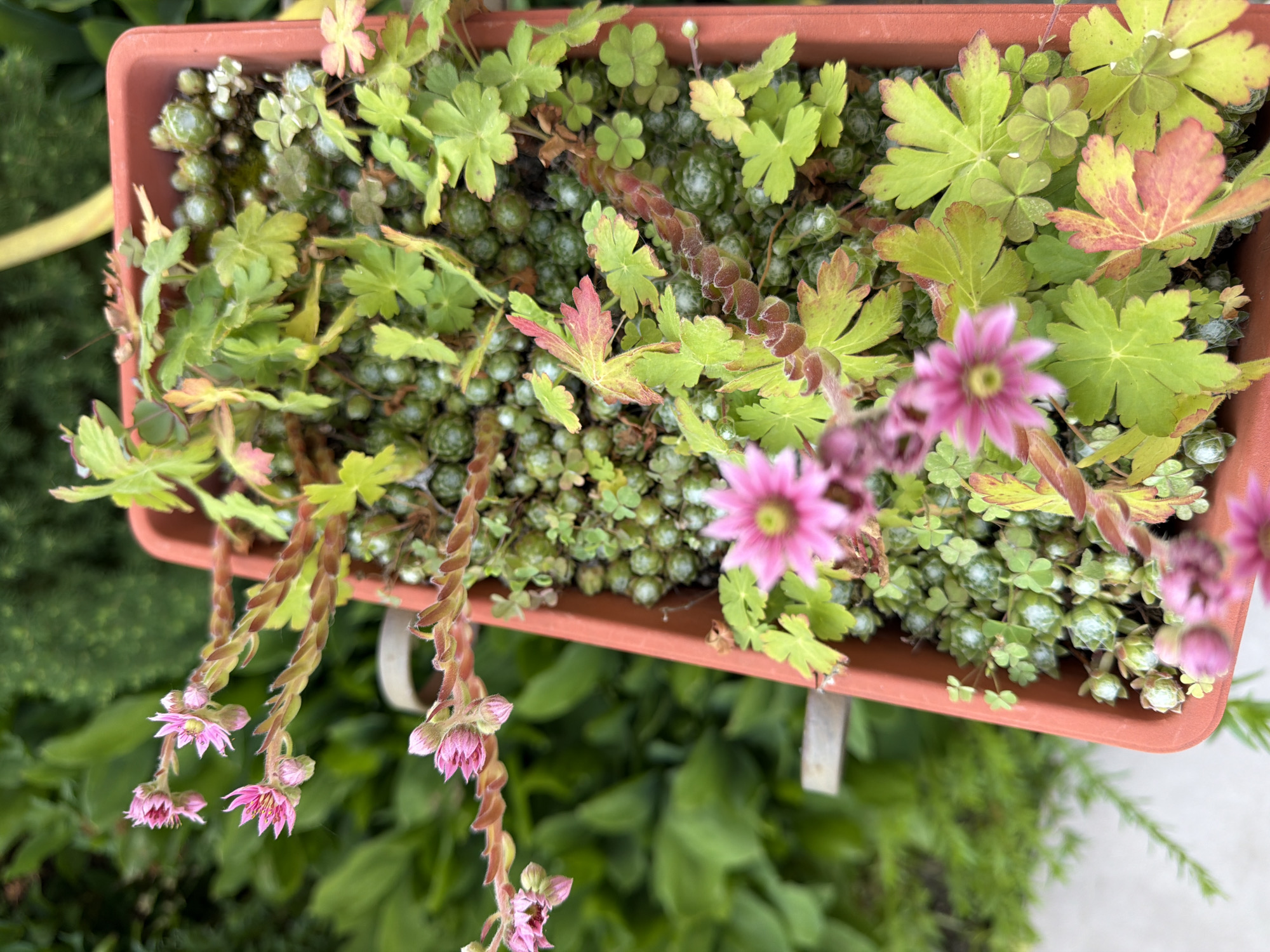 The image shows a close-up view of a terracotta planter filled with various succulents and small-leaved plants. The planter is reddish-brown and rectangular. Several pink flowers with pointed petals are in bloom, extending from thin, segmented stems. The main body of the planter contains clusters of small, round, green succulents, interspersed with clover-like green leaves, some of which have reddish-brown edges. A yellow object, possibly a hose or a support, is visible in the upper right corner. The background consists of blurred green foliage, suggesting an outdoor setting. There are no people or animals visible in the image. The scene appears to be in an urban garden or balcony in Pazardzhik, Bulgaria, given the context of the prompt.