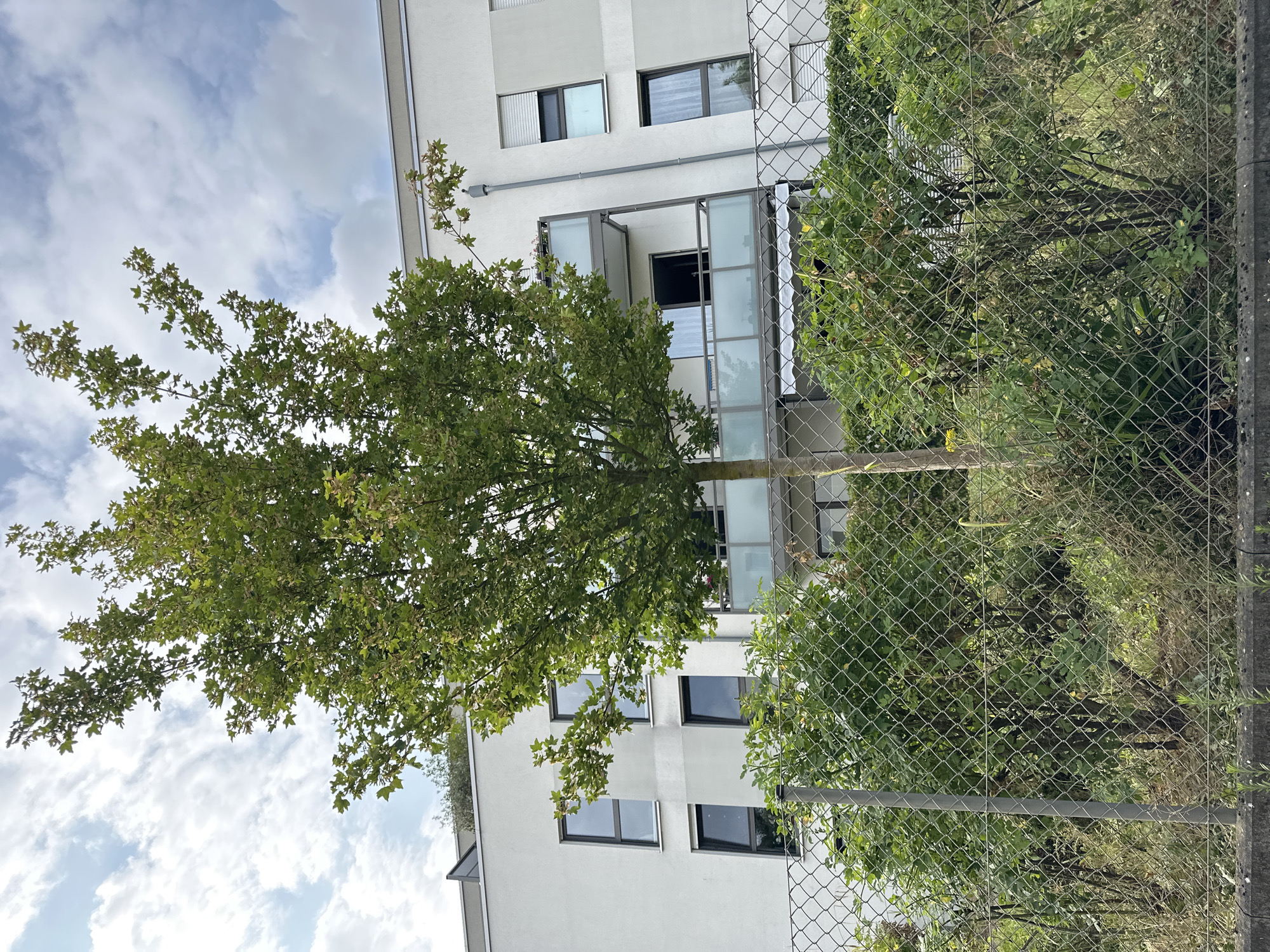The image shows a street scene in Krefeld, Germany, featuring a modern apartment building with several windows and balconies. In the foreground, a chain-link fence encloses a patch of greenery, including a young tree with sparse foliage and some bushes. The sky is partly cloudy. The building appears to be a multi-story residential structure with light-colored walls and dark-framed windows. Some windows are open, revealing glimpses of curtains or blinds. The overall impression is a residential area on a cloudy day.