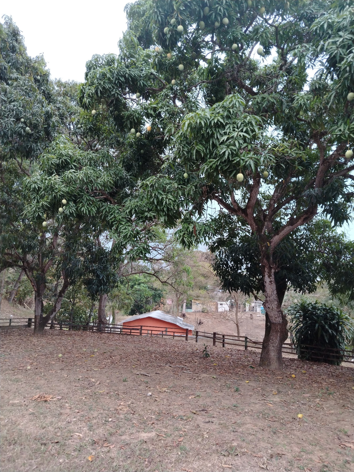 The image depicts a rural scene in Los Leoncitos, Venezuela, dominated by several large mango trees laden with unripe fruit. An orange-roofed structure with a white trim is visible in the background. A rudimentary wooden fence runs along the midground. The ground is covered in fallen leaves and scattered mangoes. No people are visible. The weather appears overcast.