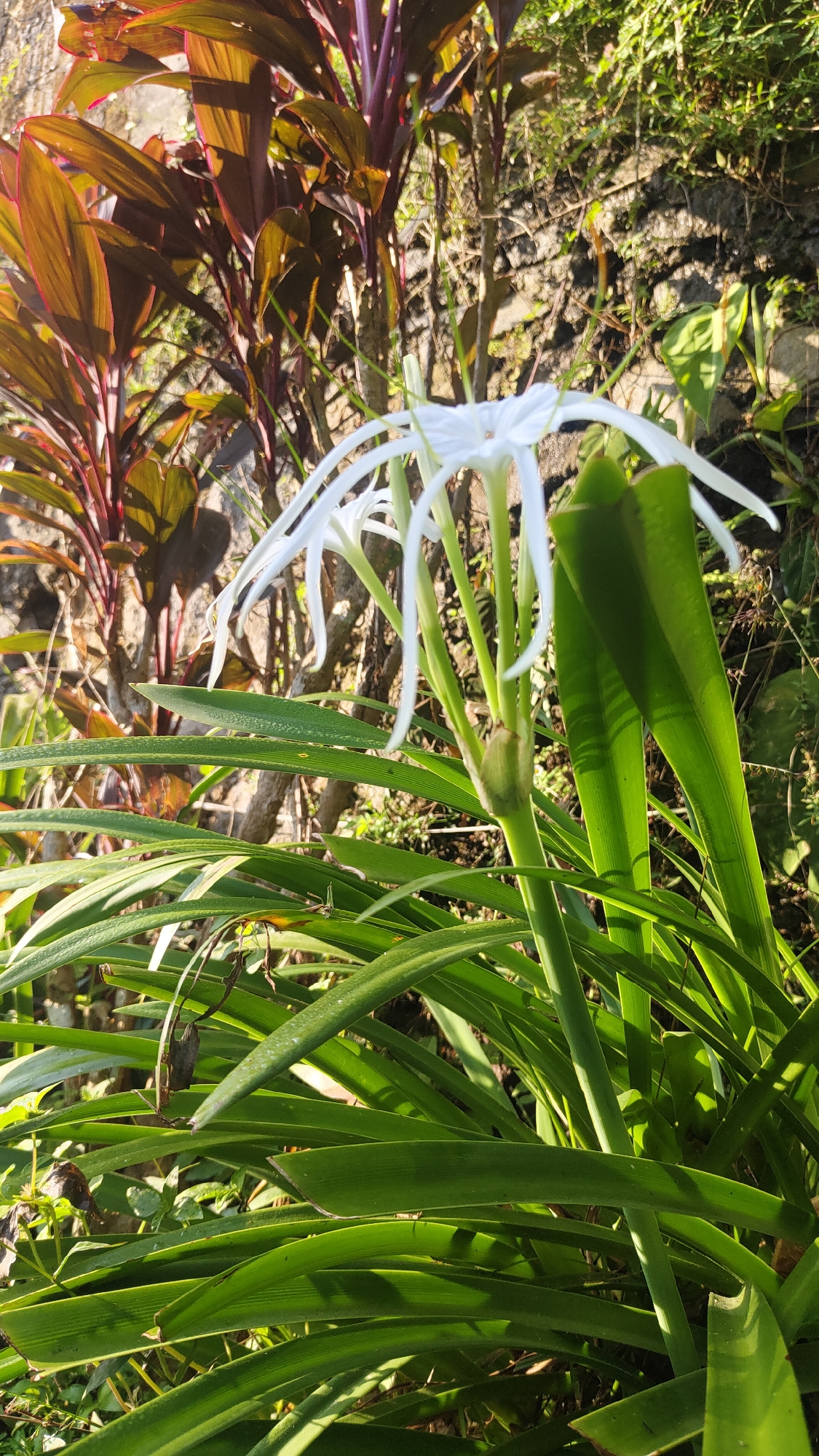 This is a close-up, eye-level, outdoor, full-shot photograph of a white spider lily in bloom, set against a backdrop of foliage and a stone wall. The lily, a prominent subject, features delicate white petals that extend outwards like a spider's legs. The plant exhibits long, strap-like green leaves. In the background, a cluster of plants with dark reddish-purple leaves provides a contrasting color. The ground is covered with dirt and vegetation, and a rough-hewn stone wall is visible behind the plants. Sunlight casts shadows across the scene, indicating it is daytime. The overall setting suggests a garden or natural environment, potentially in Cisarua, Indonesia, given the lush vegetation and stone wall which are common features in such locations. There are no people or animals visible in the image.