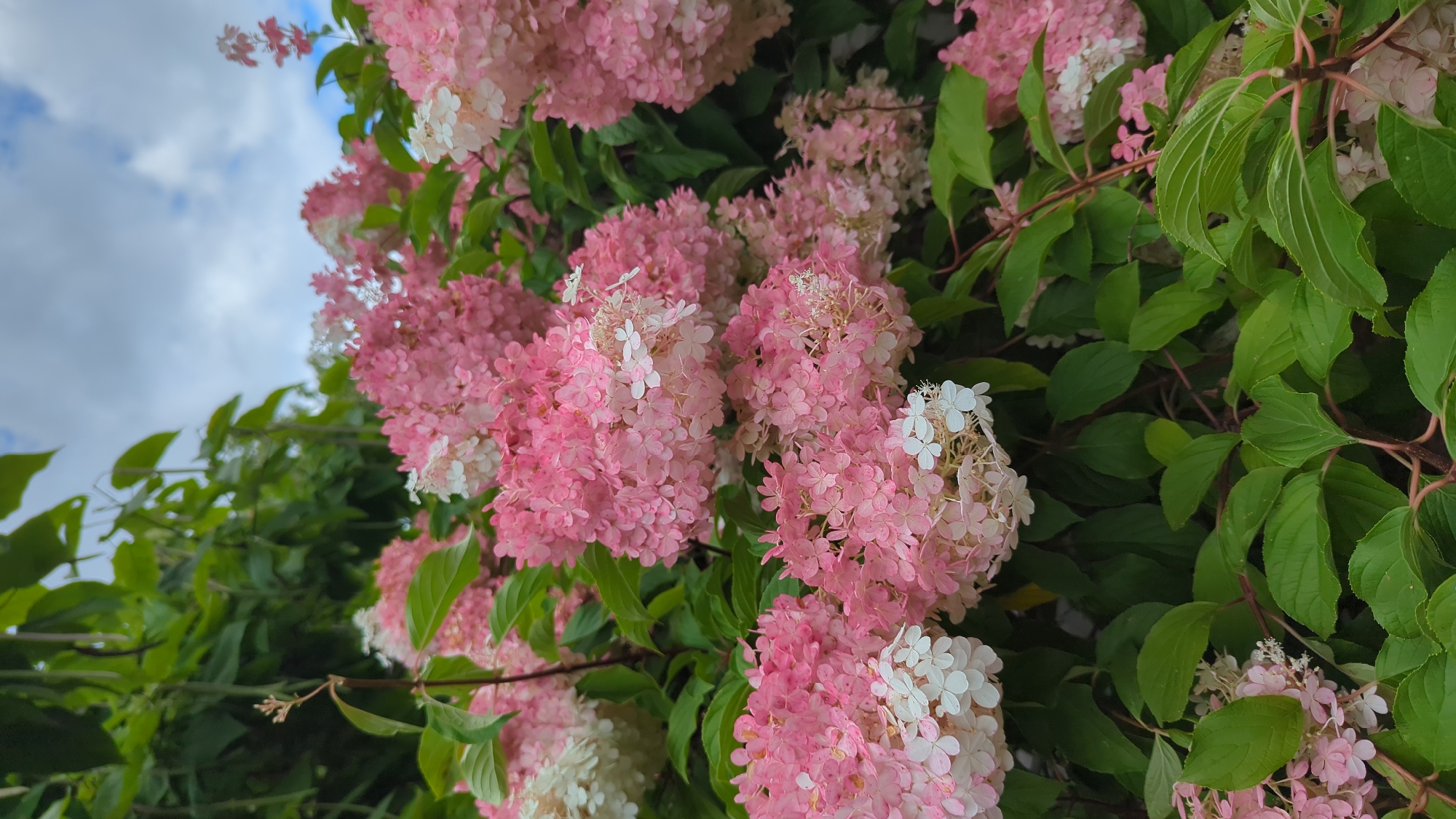 A cluster of pink and white hydrangeas are in full bloom, with lush green leaves surrounding them. The flowers transition from white at the tips to a vibrant pink towards the center. The image is taken outdoors, with a cloudy sky visible in the background. There are no people or animals present in the scene. This photograph was captured in Montreal, Canada.