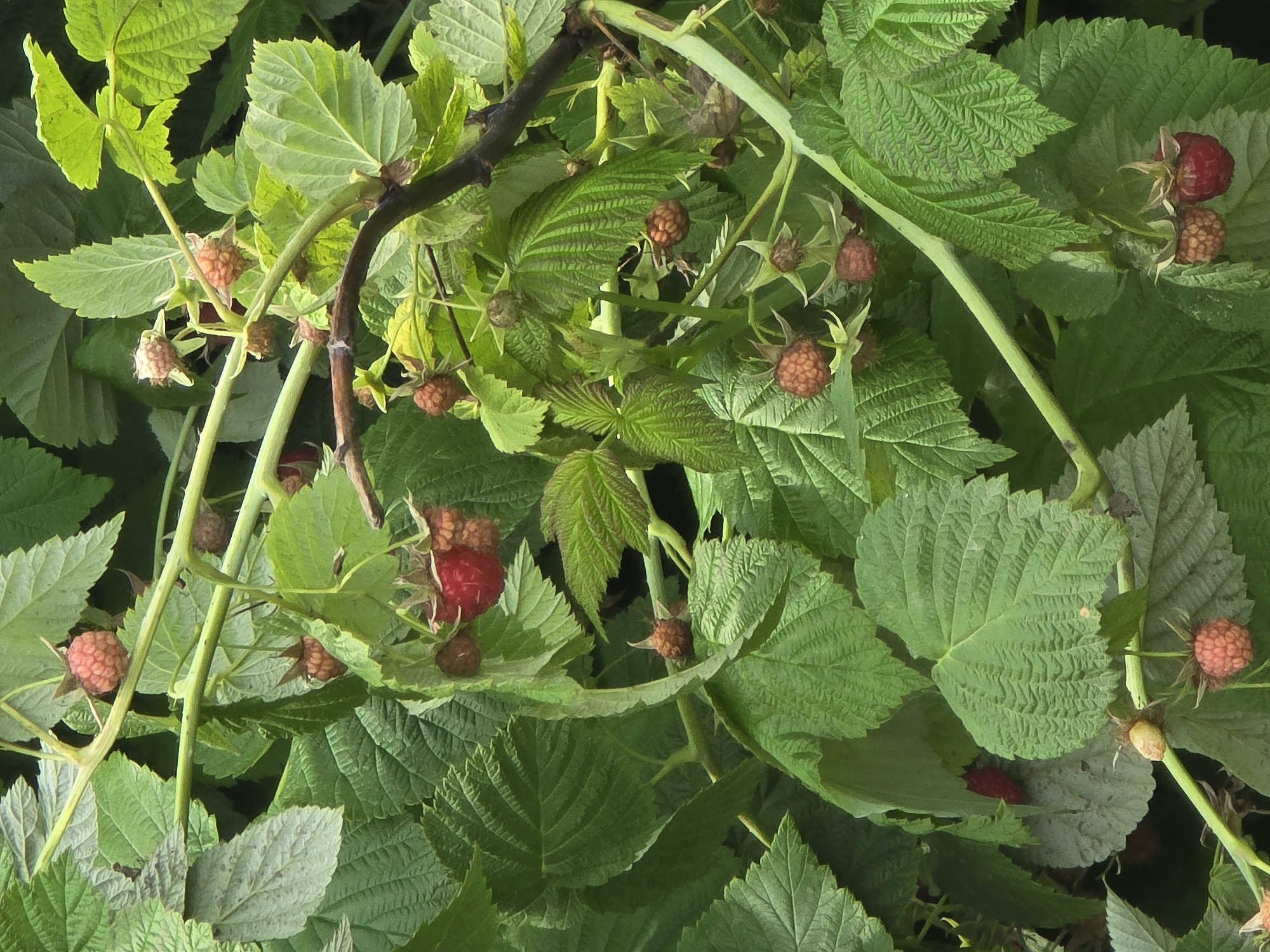 The image depicts a close-up of a raspberry bush laden with ripening fruit. The raspberries are in various stages of development, with some appearing a deep red, while others are a lighter pink or even greenish-pink. They are clustered on thin, thorny stems, surrounded by lush, green leaves. The leaves are broad with serrated edges, and some show a textured, almost wrinkled surface. The overall impression is one of natural abundance, suggesting a garden or natural setting. The image was taken in Ермолаево, Russia, where raspberry bushes are common in domestic gardens and wild areas.