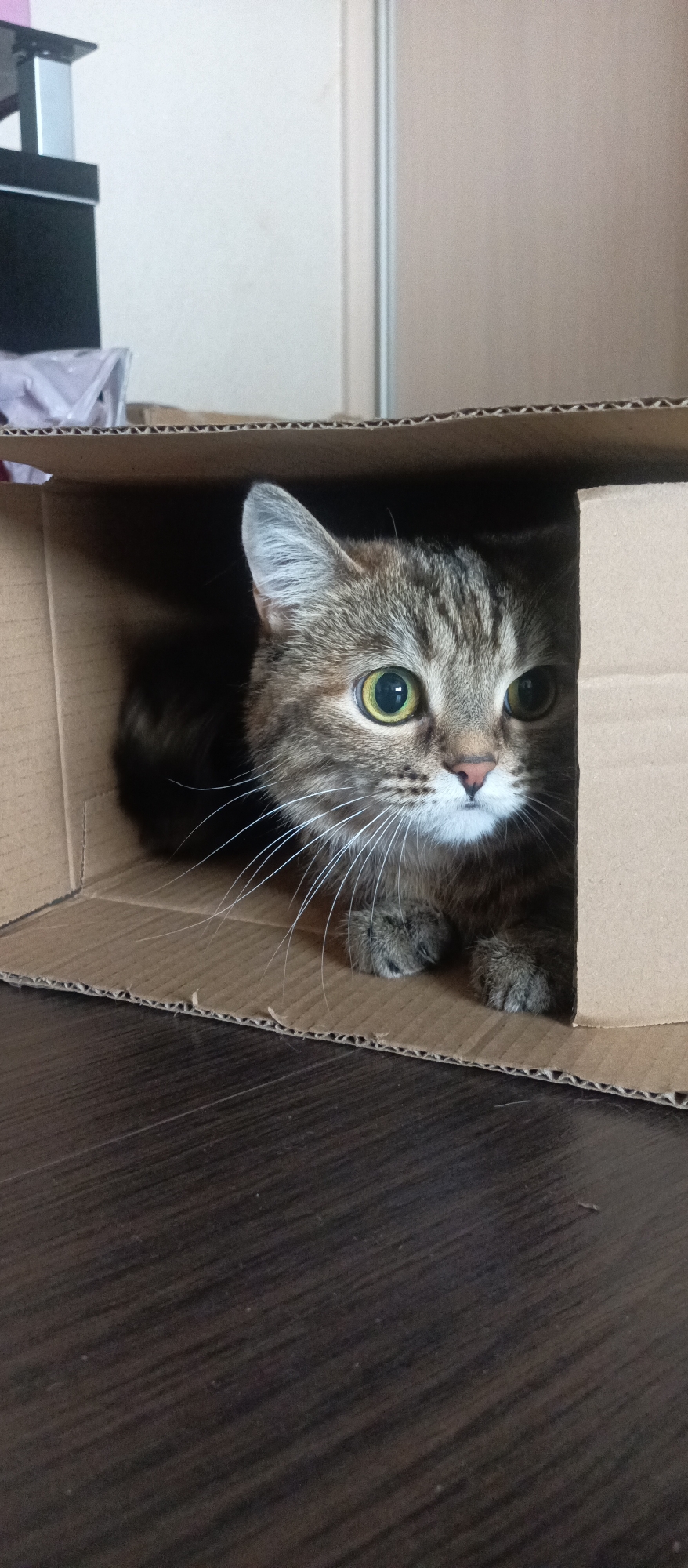 A gray tabby cat with striking yellow-green eyes sits inside a cardboard box placed on a dark, wood-grain floor. The cat's white whiskers are prominently displayed against the brown cardboard. A portion of a dark cabinet is visible in the background, suggesting an indoor environment. The location is Unknown, Unknown.