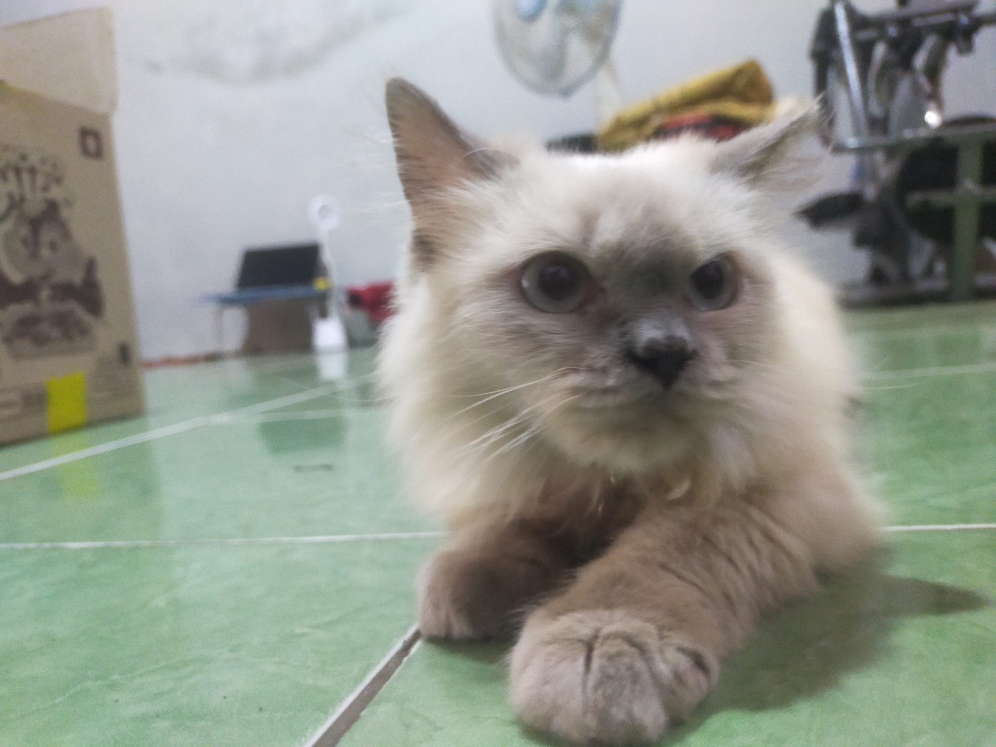 A medium shot captures a Himalayan cat lying on a green tiled floor. The cat has light cream-colored fur with darker points on its ears, face, and paws. Its eyes are a striking blue. In the background, a white wall and the indistinct shapes of household objects are visible, including what appears to be a fan and a metal rack. The overall impression is of a domestic setting.