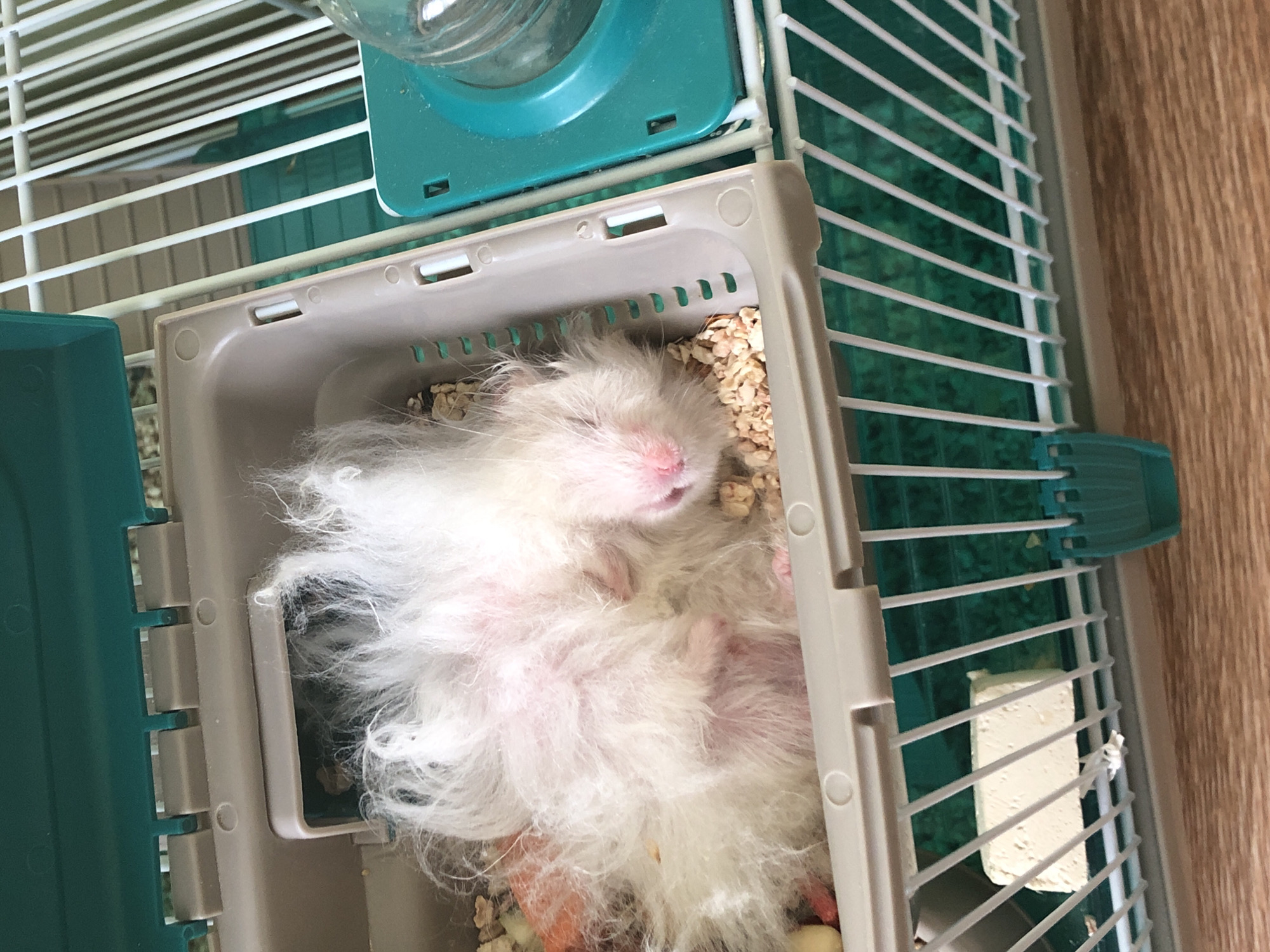 This media file shows a fluffy white hamster sleeping in a pet carrier inside a cage. The hamster is curled up on its back, with its eyes closed and its nose pointed upwards. Its fur is very long and appears to be a light, creamy white. The pet carrier is made of light gray plastic with a teal colored lid. The carrier is filled with wood shavings and some food pieces. The cage has white bars and a green base. Next to the cage, a wooden surface is visible. The lighting suggests it is daytime. The overall mood is peaceful and serene. No visible text is present in the image.