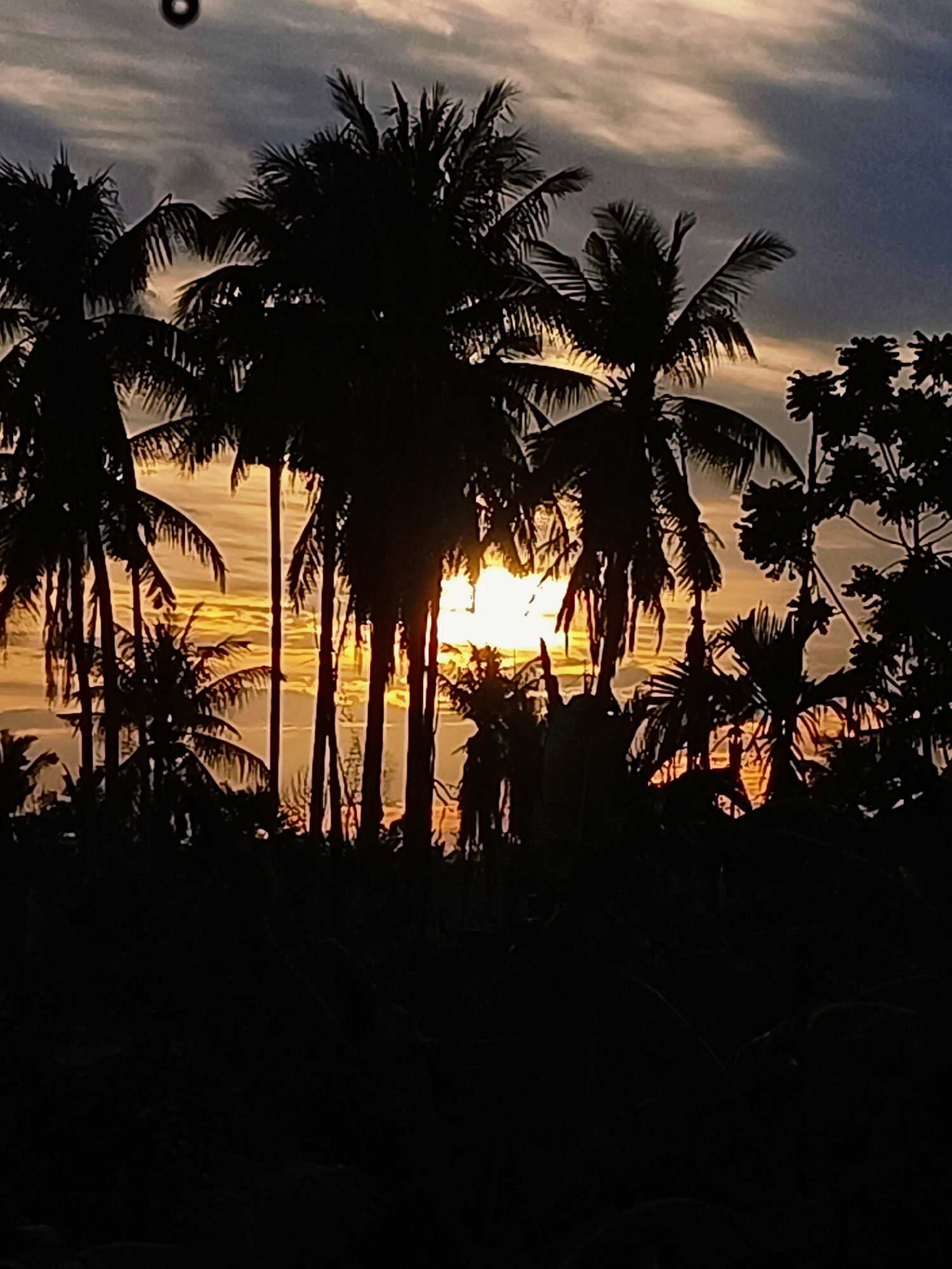A silhouette of palm trees against a sunset sky is pictured. The sky is filled with streaks of white and grey clouds, illuminated by the golden hues of the setting sun. The sun itself is partially obscured by the palm fronds, creating a dramatic effect. The foreground is dominated by the dark silhouettes of the trees, with some of their fronds catching the light. The scene appears to be located in Blang Cut, Indonesia, a place known for its tropical landscapes and coastal beauty.
