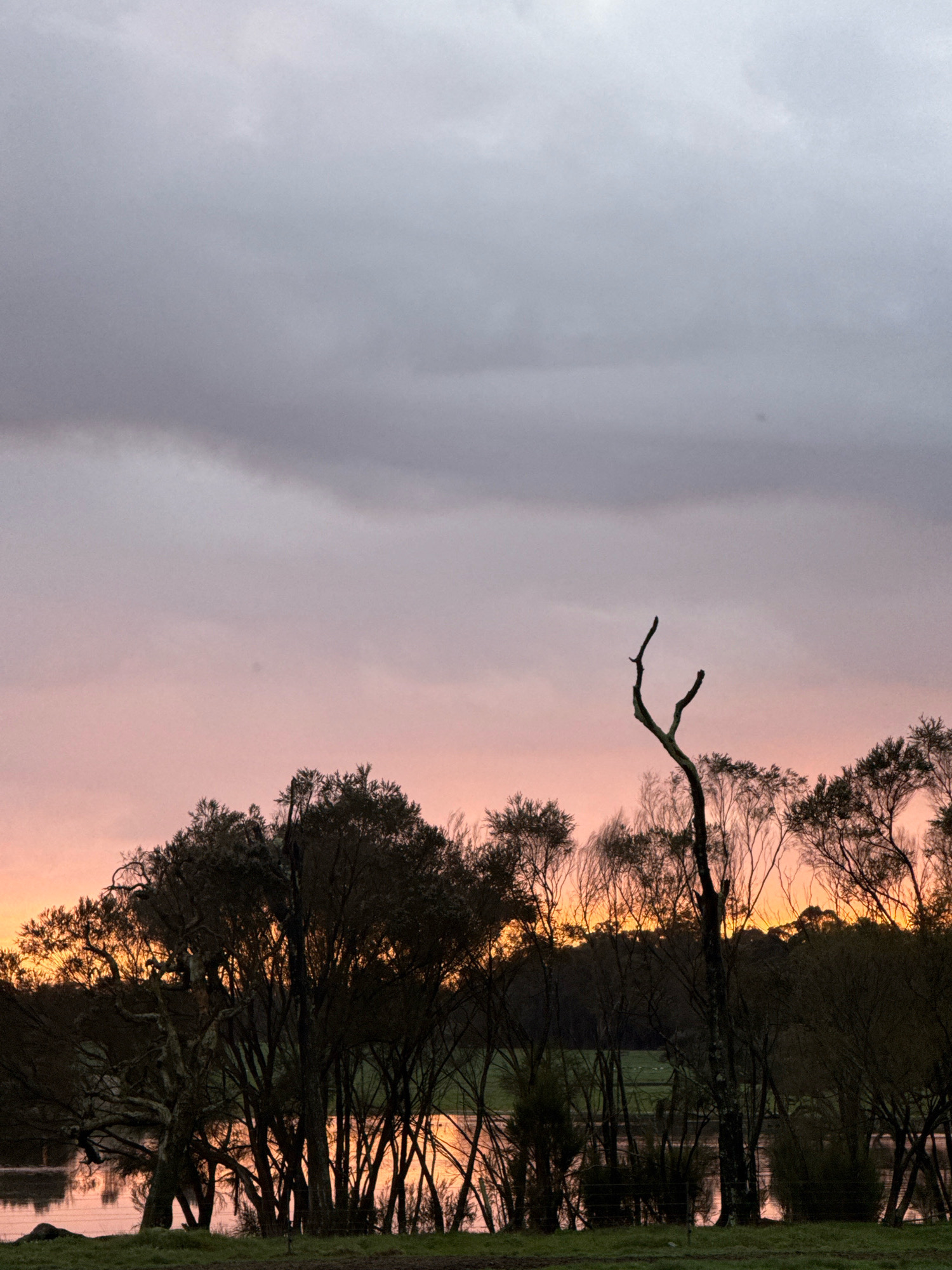 The image depicts a tranquil lakeside scene at dusk. The sky is a gradient of gray clouds at the top, transitioning to a soft pink and orange hue near the horizon, indicating sunset. Silhouetted trees with bare branches, some appearing dead, line the foreground and midground. A prominent bare tree with a distinctive forked branch stands tall in the middle right of the frame, its silhouette stark against the colorful sky. The lake in the background reflects the warm colors of the sunset and the dark shapes of the trees. The water is calm, with subtle ripples suggesting a gentle breeze. The overall atmosphere is serene and somewhat moody, characteristic of twilight. There are no people or animals visible in the image. The location is described as Unknown, Unknown.