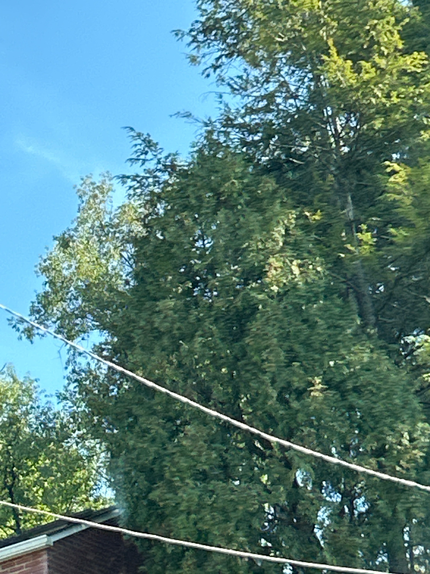 An eye-level, medium shot captures a lush canopy of green trees against a clear blue sky, with a house roofline visible in the lower left corner. The trees are dense, with varying shades of green foliage indicating different species, possibly including evergreens and deciduous trees. Two thin, white utility lines stretch diagonally across the frame, intersecting the trees. The scene is set outdoors, likely in a residential area.