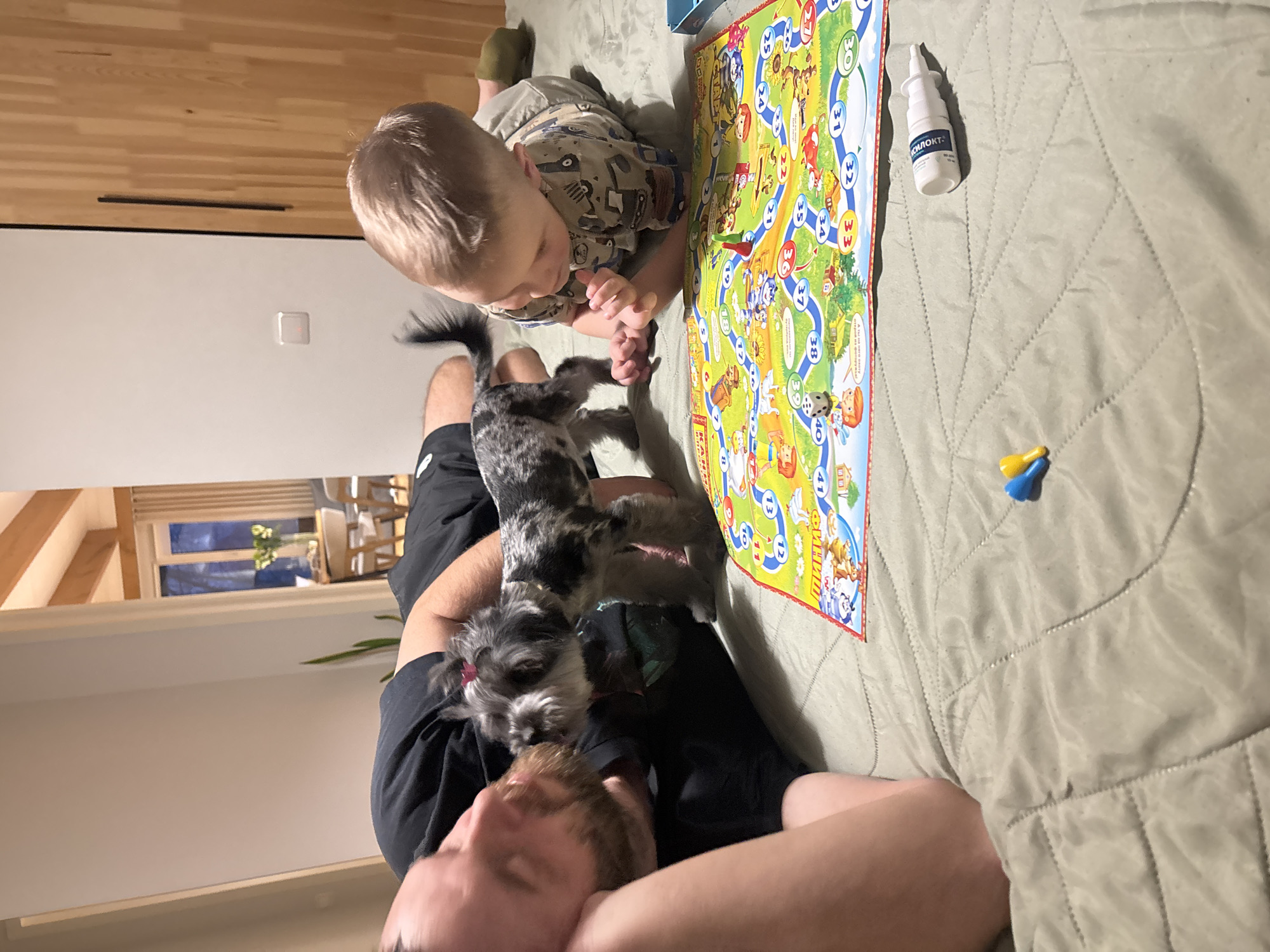 A father, a child, and a dog are positioned on a light green quilted bed in Chaikovsky, Russia. The man is lying down with his arms crossed behind his head. A grey and black miniature schnauzer with a pink hair tie stands on his torso. The child, wearing a khaki shirt with drawings on it, is kneeling near a board game, appearing to play. The game board is bright and colorful with cartoon images and numbers. A white bottle with Russian labeling and two game pieces (yellow and blue) lie near the game board. The room has light-colored wooden paneling on the wall. A glimpse of a window and some furniture is visible in the background.
