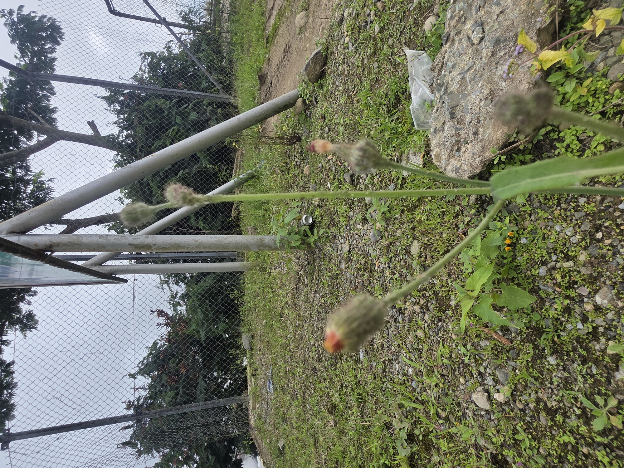 An outdoor, eye-level, medium shot captures a plant with red-tipped buds in the foreground. The plant's stem is green and segmented, with several buds at different stages of development. The ground is covered with small rocks and green grass. In the background, a chain-link fence encloses an area with trees and shrubs. The sky is overcast. The location is described as Unknown, Indonesia.