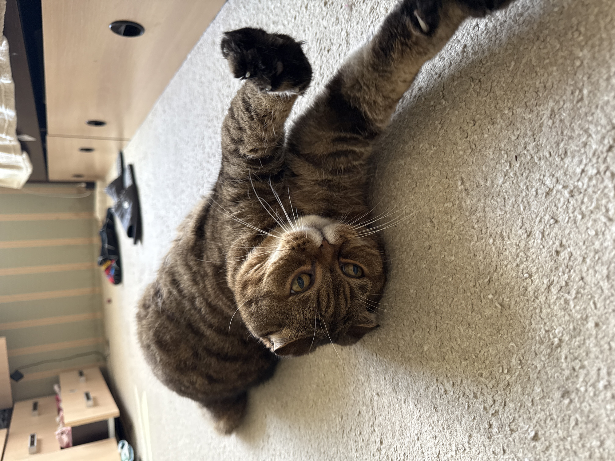 A brown tabby cat with folded ears is lying on its back on a light-colored carpet in a room. The cat is stretching its front paws upwards and outwards. Its eyes are open and looking towards the camera. In the background, there are light-colored drawers on the right side of the image and a cabinet with open drawers on the left. There are also some dark-colored slippers visible on the carpet. The scene appears to be indoors, possibly a bedroom or living room. There are no people visible in the image. The lighting suggests it is daytime. There is no information in the image that indicates the location is in Kroyanskoye, Russia.