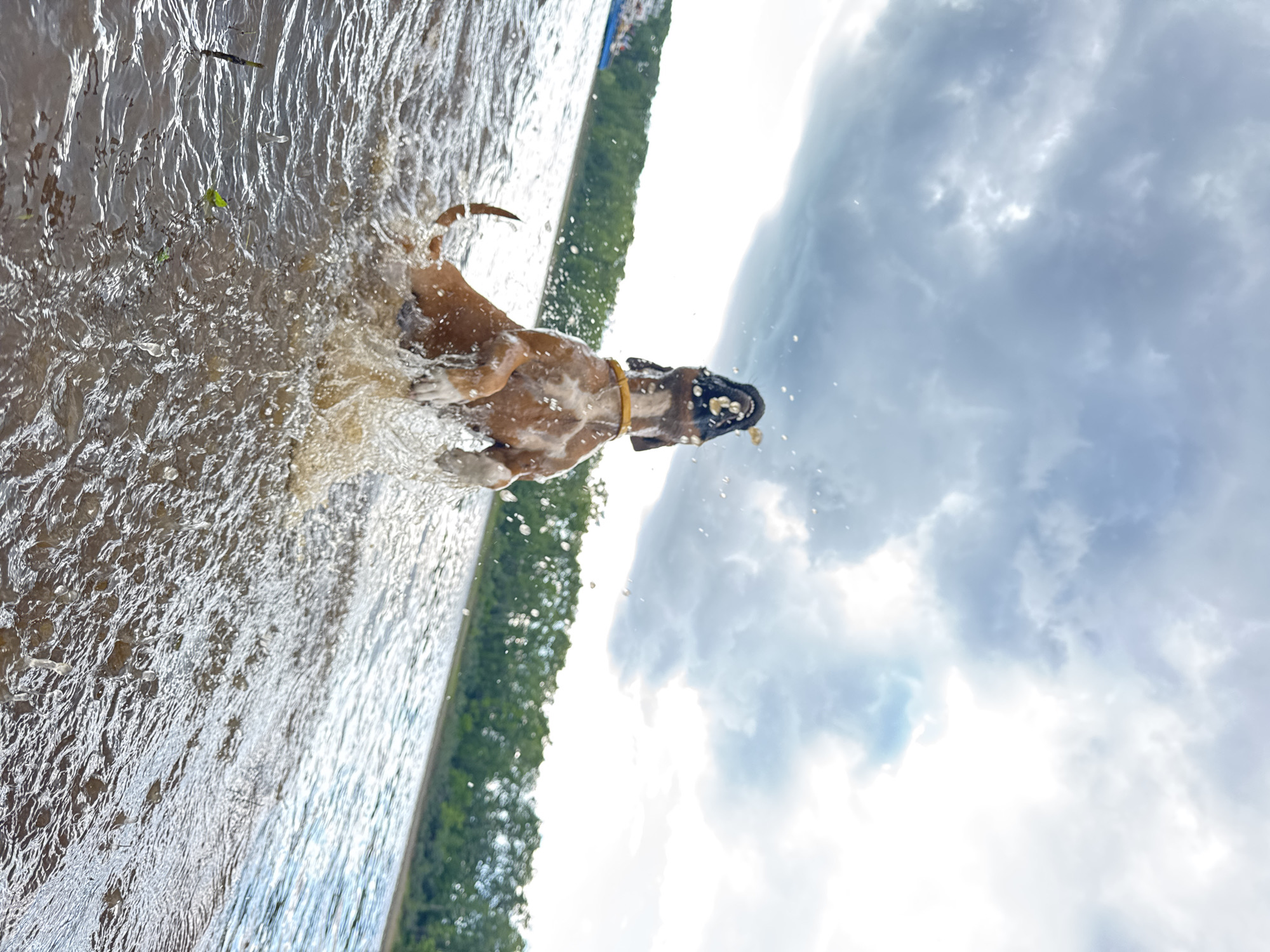 A tan and white boxer dog is captured mid-air, jumping out of the water with its mouth open and an object, possibly a stick, in its mouth. The dog is in a body of water, creating a splash around it. The background shows a shoreline with green trees and a cloudy sky. The image appears to have been taken near the Kama River in Chaikovsky, Russia.