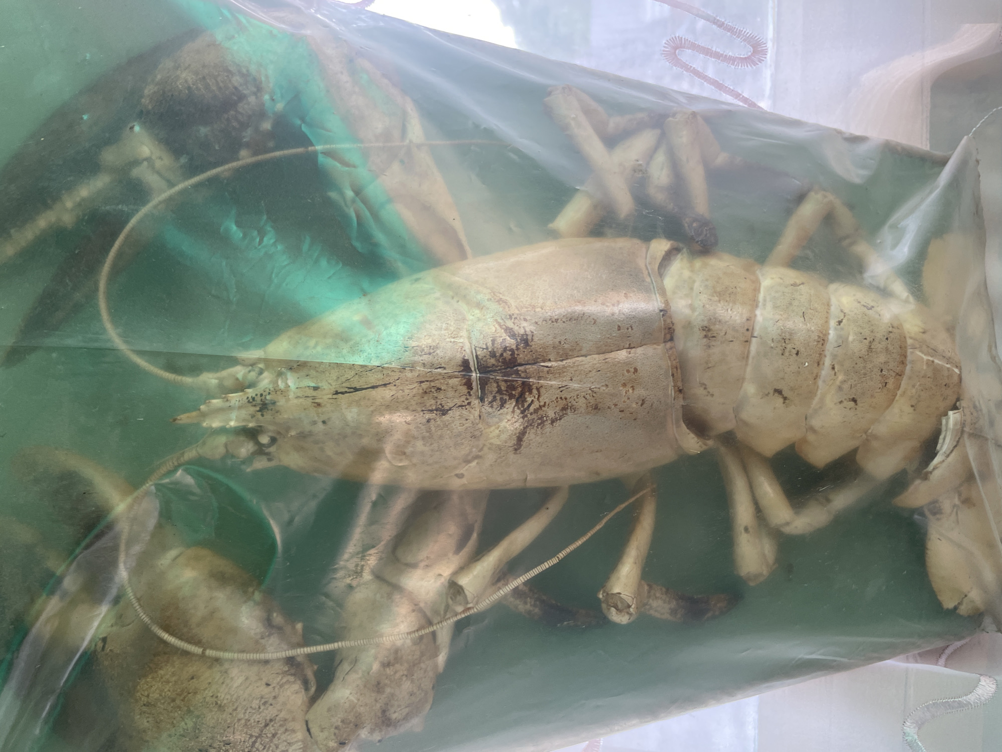 A large, light-tan crustacean, identified as a lobster or large crayfish, is contained within a clear plastic bag that is partially filled with a translucent greenish liquid. The crustacean is viewed dorsally, displaying its segmented carapace with several darker brown, irregular markings. Two long, slender antennae curve upwards and outwards from its anterior end. Multiple appendages are visible along the sides of its body. The plastic bag exhibits creases and reflections, causing slight optical distortion. A pink, spiraled object, consistent with a flexible drinking straw, is positioned to the right of the bag. The background appears to be a brightly lit, indistinct indoor environment, possibly a windowsill or display area. The location in the city of Unknown, Unknown.