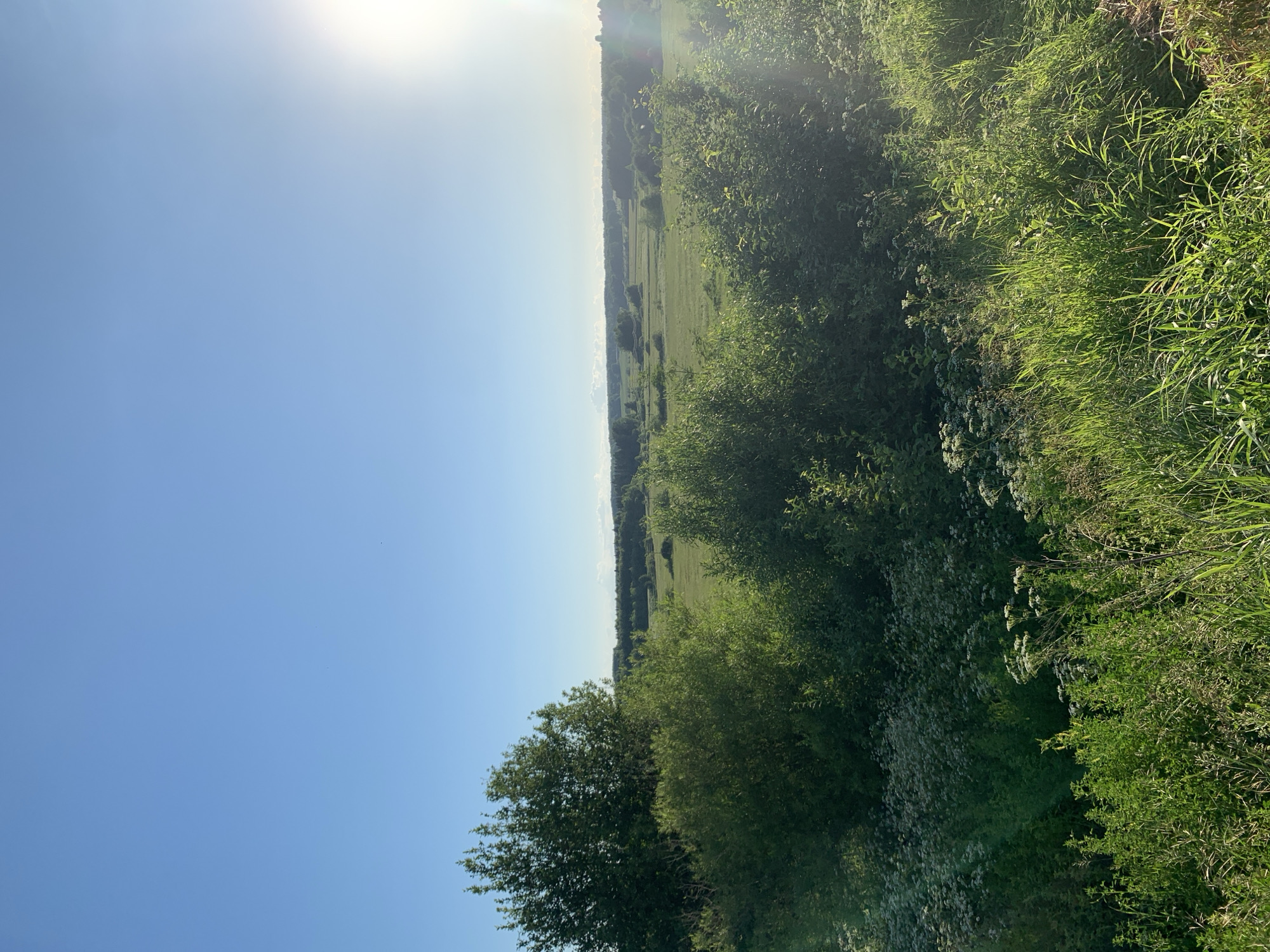 The image shows a natural landscape scene with a clear blue sky and the sun shining brightly on the right side. The foreground is filled with lush green grass and some white wildflowers. Behind the immediate vegetation, there are trees and bushes, with a large field stretching into the distance. The field is dotted with more trees and appears to be a rural or natural area. The horizon is marked by a line of trees, suggesting a forested area beyond the field. The overall impression is of a sunny day in a peaceful, open, and green environment, likely in the countryside.