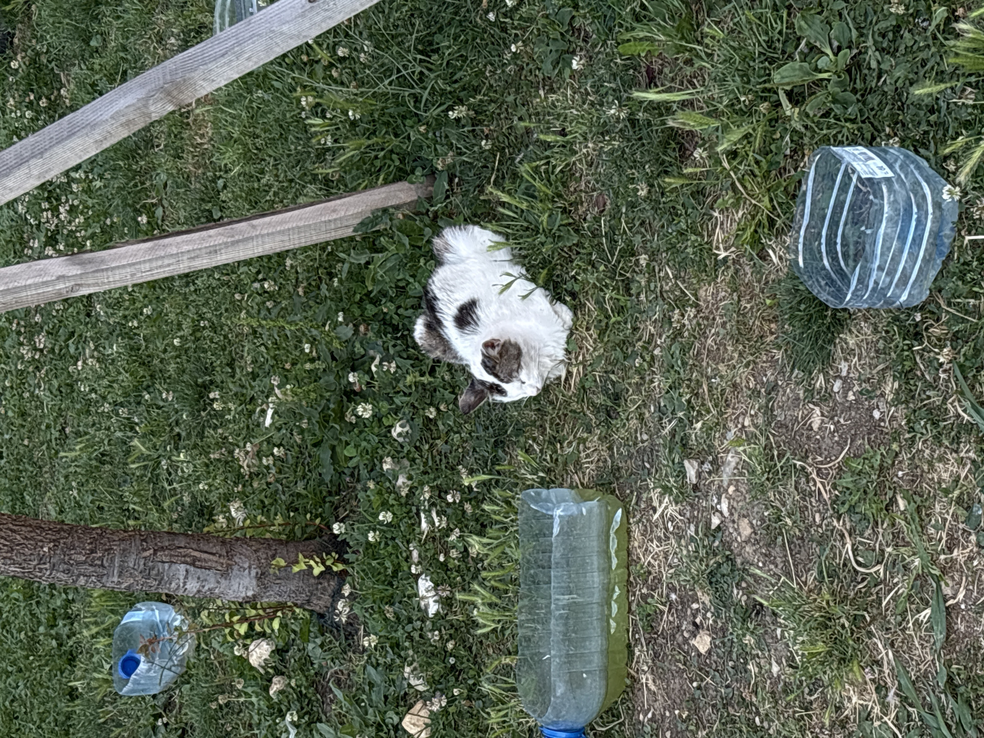 A black and white cat is lying in the grass next to a tree. In front of the cat, there is a cut plastic bottle with some green liquid in it. There are also some other plastic bottles scattered in the grass. In the background, there are two wooden planks leaning against each other. The scene appears to be in an outdoor, unkempt area, possibly a yard or park, in Kragujevac, Serbia. The lighting suggests it is daytime.