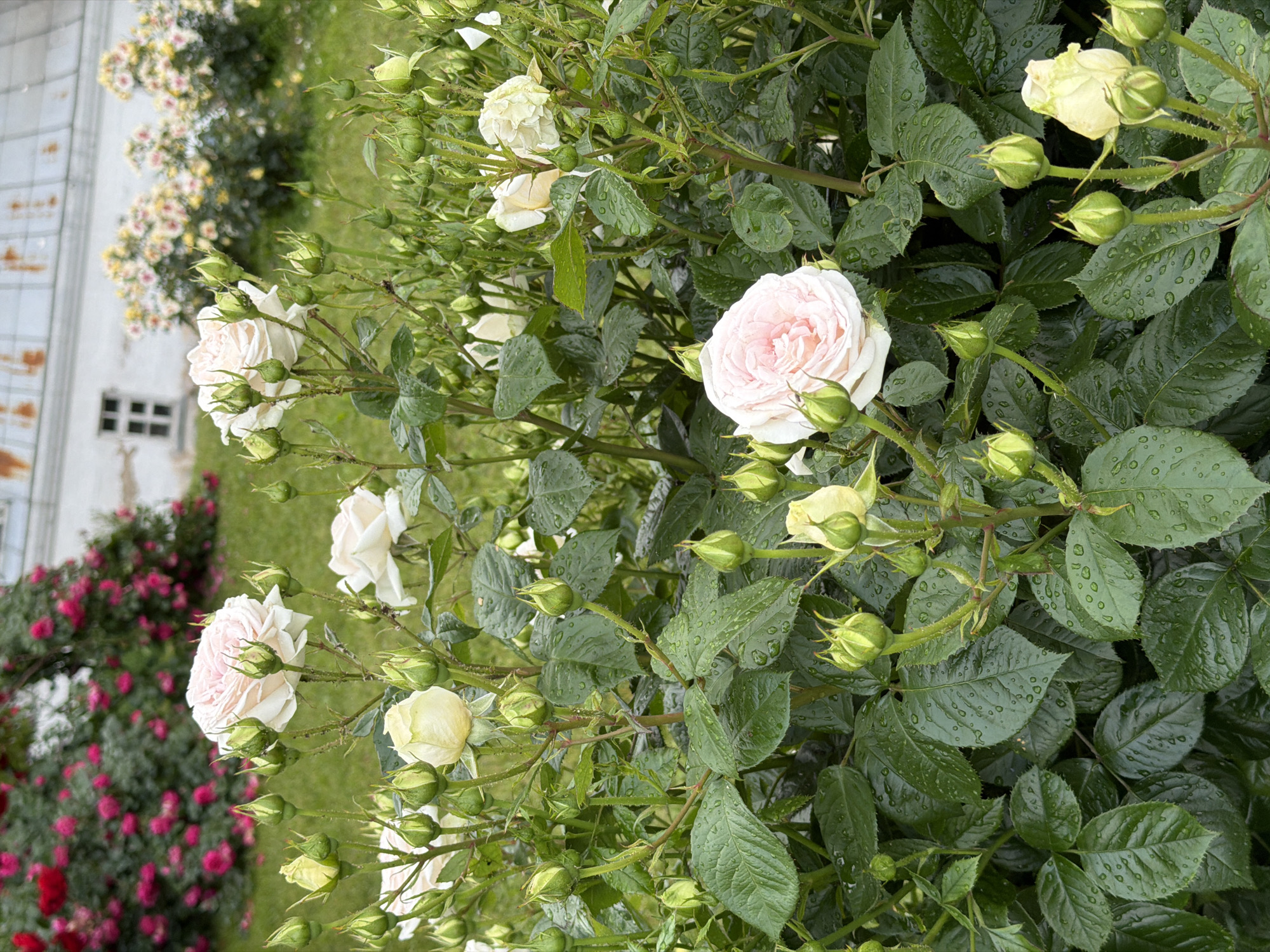 A close-up, eye-level shot captures a dense cluster of rose bushes in the foreground, their dark green, dewy leaves and numerous tightly closed buds dominating the frame. A few fully bloomed roses, predominantly in pale pink and cream hues, are interspersed among the buds. In the mid-ground, a row of smaller rose bushes with lighter pink and yellow blooms extends across the frame, set against a manicured green lawn. The background reveals a white building with a metal roof, a single window, and a hint of red rose bushes to the far left. The scene is located in Kyiv, Ukraine.