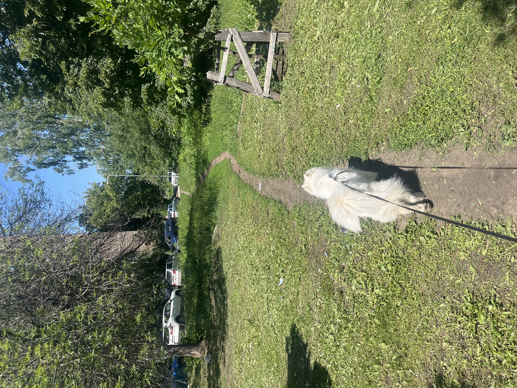 A fluffy white dog on a leash walks along a dirt path in a park. The path curves through a grassy area with trees on either side. Several cars are parked on the left side of the image, and a wooden structure, possibly a tree guard, is visible on the right. The scene appears to be set on a sunny day.