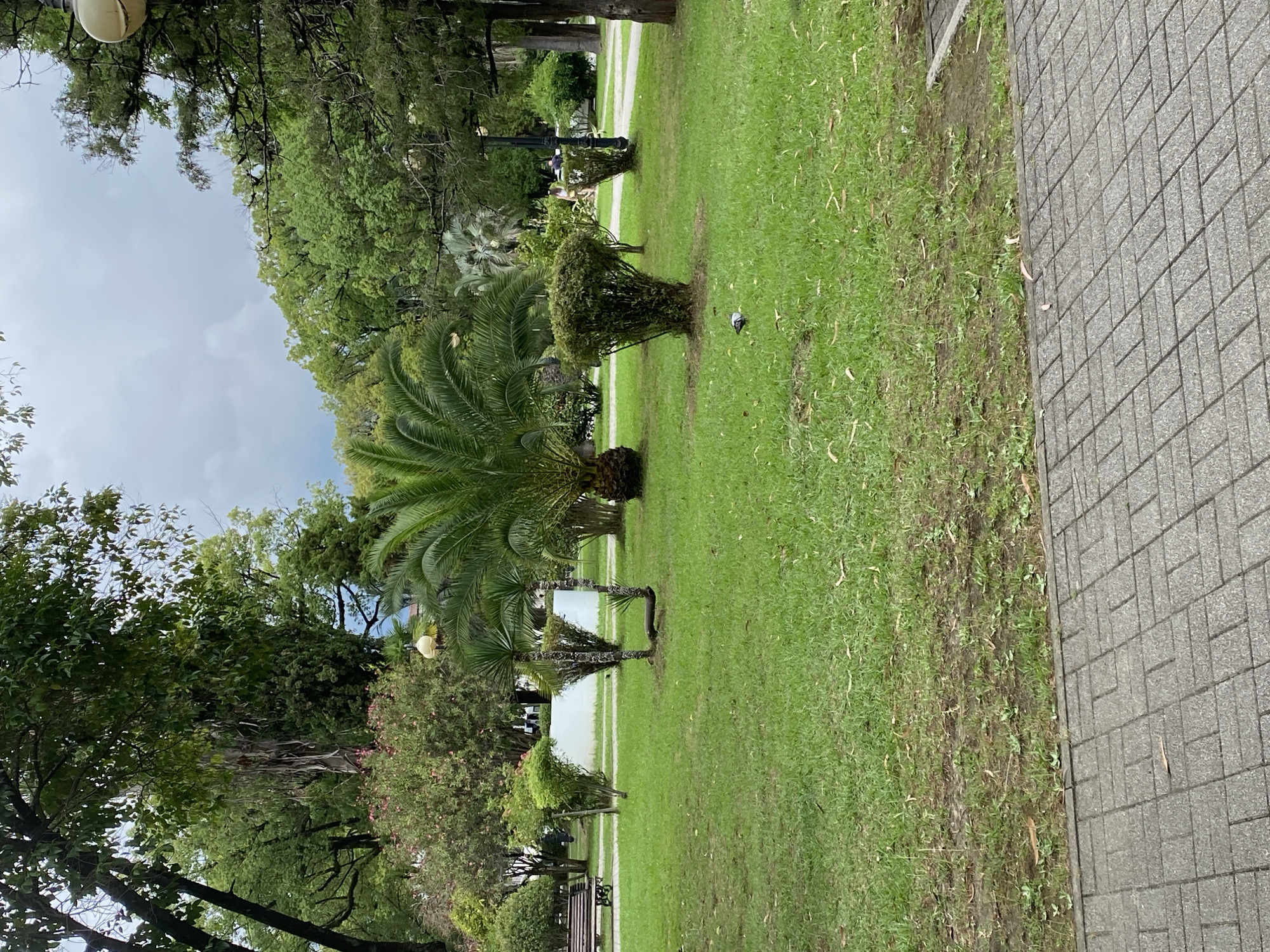 The image depicts a park scene in Sokhumi, Abkhazia, characterized by lush green grass, mature trees, and various ornamental plants. In the foreground, a paved walkway made of gray rectangular bricks runs horizontally across the bottom of the frame. The grass is well-maintained, with scattered dry leaves and some bare patches indicative of foot traffic or natural wear.
Central to the composition is a young palm tree, appearing to be recently planted or of a smaller variety, with a noticeable fork in its trunk and a wooden support structure. To the right of the palm, a neatly trimmed, rounded bush stands, and further to the right, another similar but slightly smaller bush is visible. A bird, likely a pigeon, is present on the grass in the mid-ground.
In the background, a white rectangular structure, possibly a low wall or a decorative element, is situated behind several smaller trees and bushes. Beyond this, more dense greenery and trees form a backdrop. The sky is overcast with gray clouds, suggesting a temperate or possibly humid climate.
To the left of the frame, a park bench with a wooden seat and metal frame is partially visible. Further back, several people are seen walking along pathways, indistinct due to distance and resolution. The overall impression is that of a well-kept public park, offering a tranquil, green space within the city. The lighting is diffused due to the cloudy conditions.