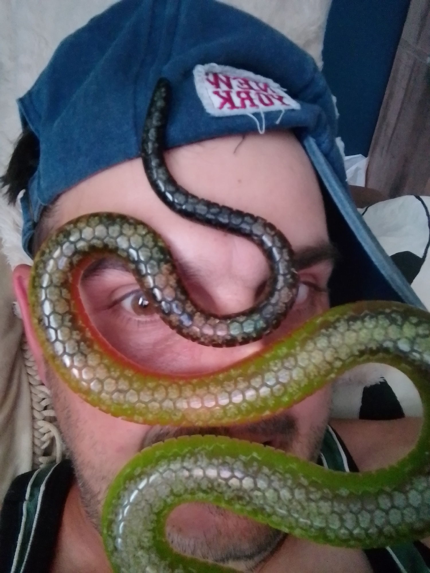 In the image, a person is wearing a blue baseball cap with a patch that reads "NEW YORK". A snake-like object with a textured, segmented surface is draped across the person's face, encircling their eyes. The snake object appears to be green and yellowish-orange in color, with a dark head. The person's right eye is clearly visible through the loop of the snake object. The background is blurred but appears to be an indoor setting with some soft furnishings. There is no discernible location in the city of Wedel, Germany.