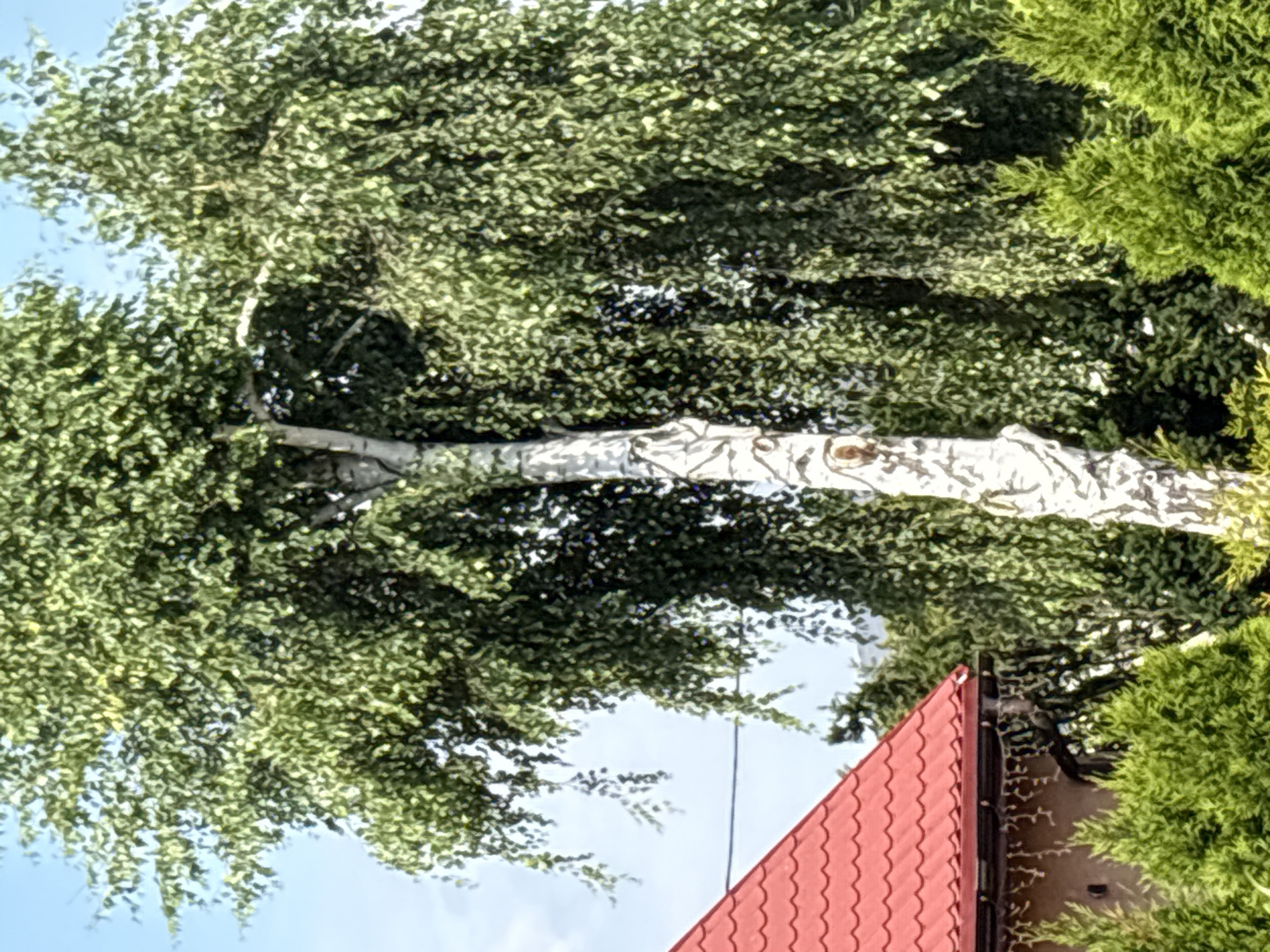 The image depicts a residential property in Drożki, Poland, featuring a prominent white-barked birch tree with a weeping canopy. To the left, a portion of a building with a red tiled roof is visible, adorned with a string of small lights along the eaves. In the foreground, several dense, green coniferous shrubs are present. The sky above is a clear blue.