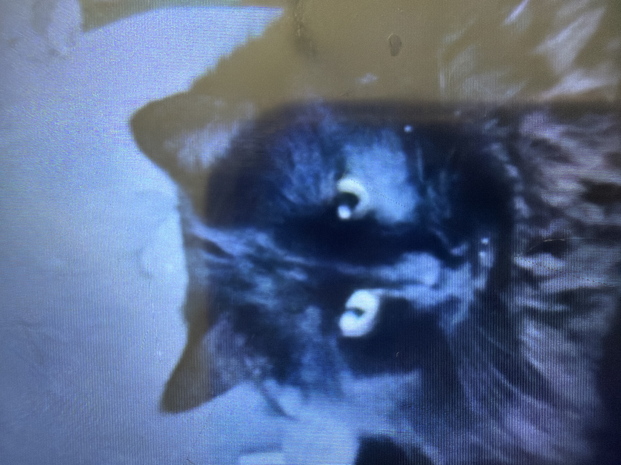 The image depicts a dark-furred cat with glowing, reflective eyes. The cat is positioned upside down in the frame. The background is indistinct and appears to be a textured, light-colored surface. The image quality is poor, with visible pixelation and blurriness. No information in the image connects it to the city of Bugulma, Russia.