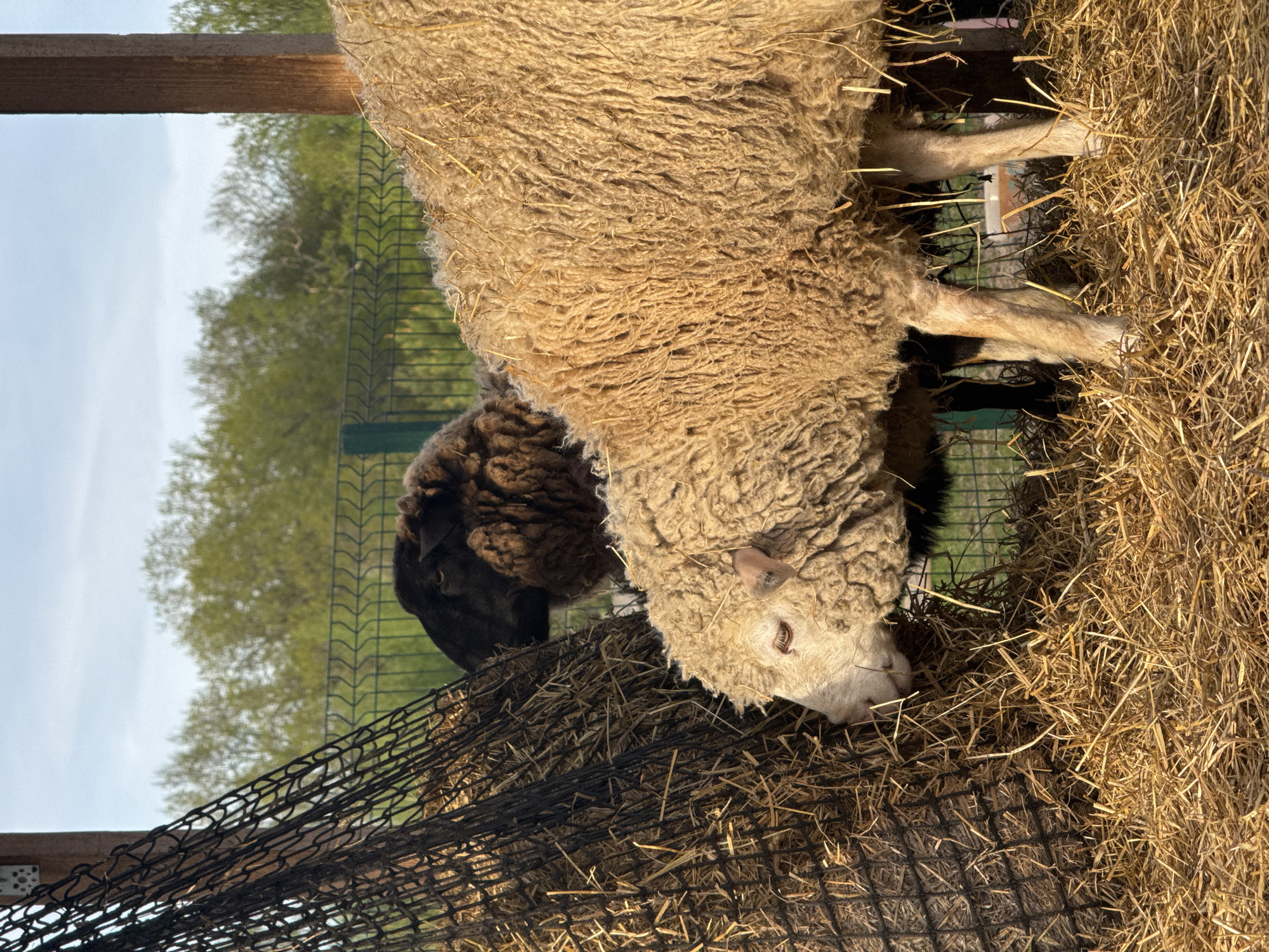 In a rural setting near Bol'shoye Kozino, Russia, two sheep are positioned over hay. One sheep has a light brown fleece and the other has a dark brown fleece. They are near a wire fence. The environment includes hay and some trees in the background.