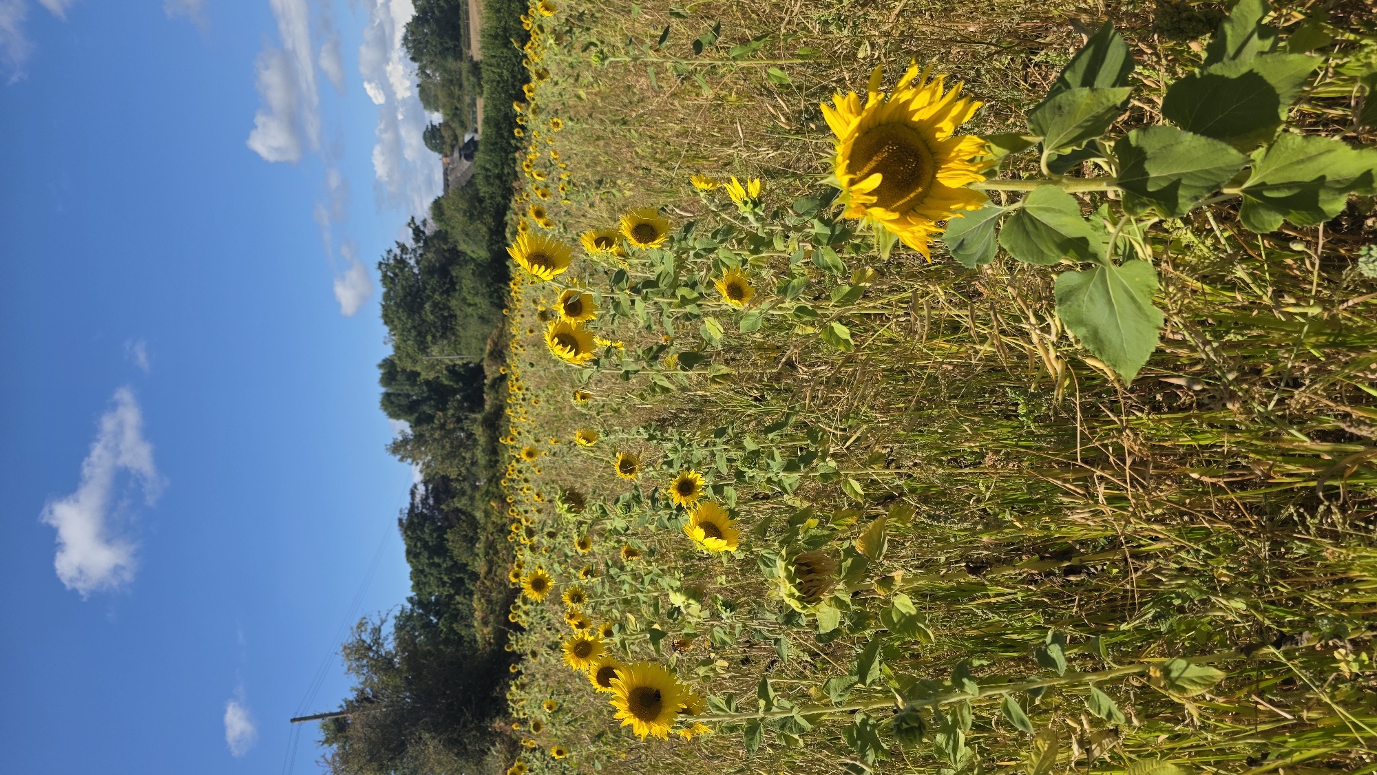 A field of sunflowers under a bright blue sky with scattered clouds is depicted. The sunflowers are in various stages of bloom, with some facing the sun and others drooping. The field is dense with dry grass and stalks, suggesting it is late in the season. In the background, a line of trees and some buildings are visible, hinting at a rural or semi-rural setting. The image does not contain any people or specific landmarks that would identify its location in Rother, United Kingdom. The scene is natural and unposed.
