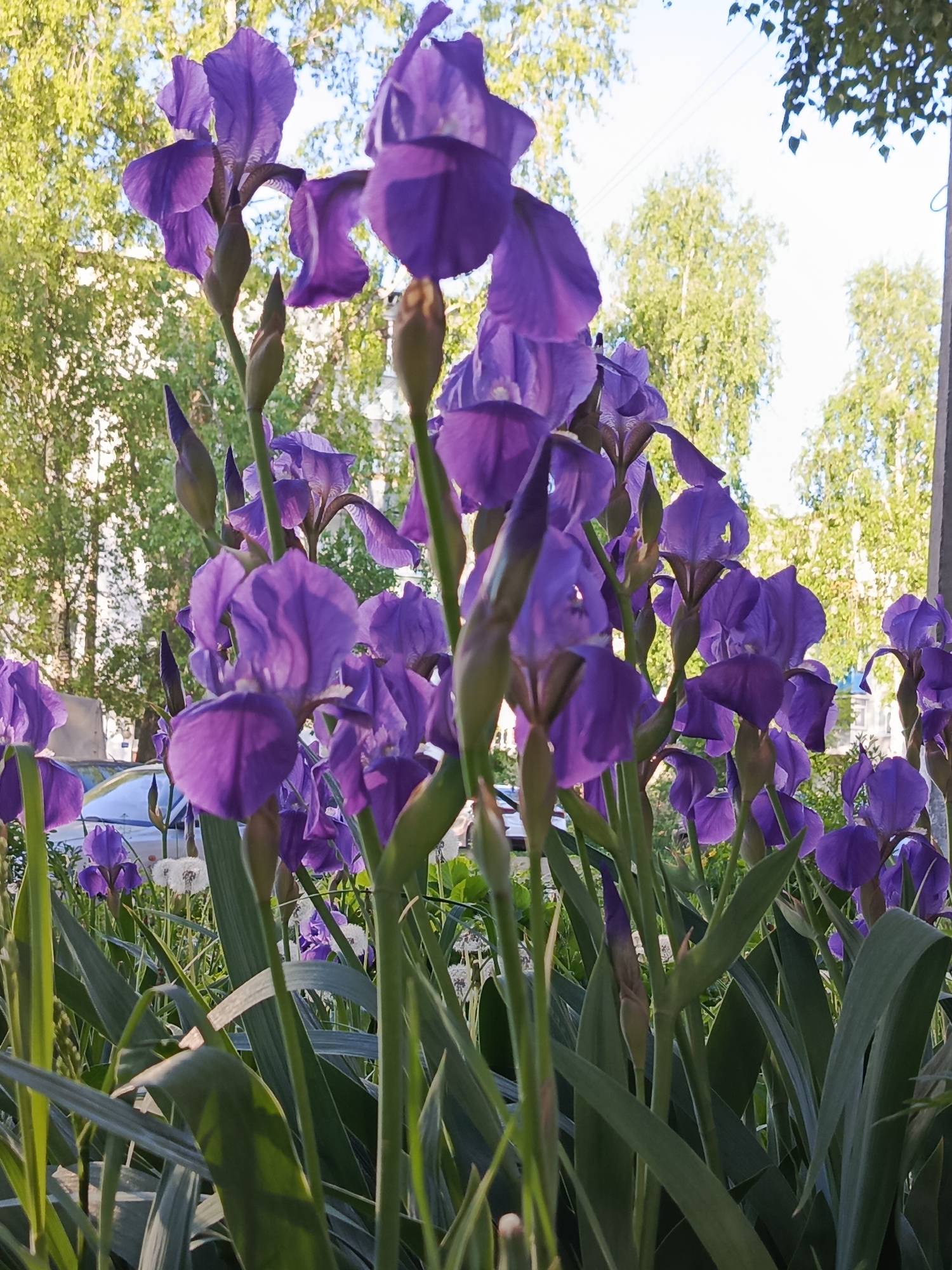 A vibrant cluster of purple iris flowers fills the foreground, with green leaves extending towards the bottom of the frame. The flowers appear to be in a garden setting, with trees in the background suggesting a park or residential area. A car is partially visible in the middle ground, hinting at a street nearby. The light suggests it is daytime. Based on the prompt, the location is Chaikovsky, Russia.