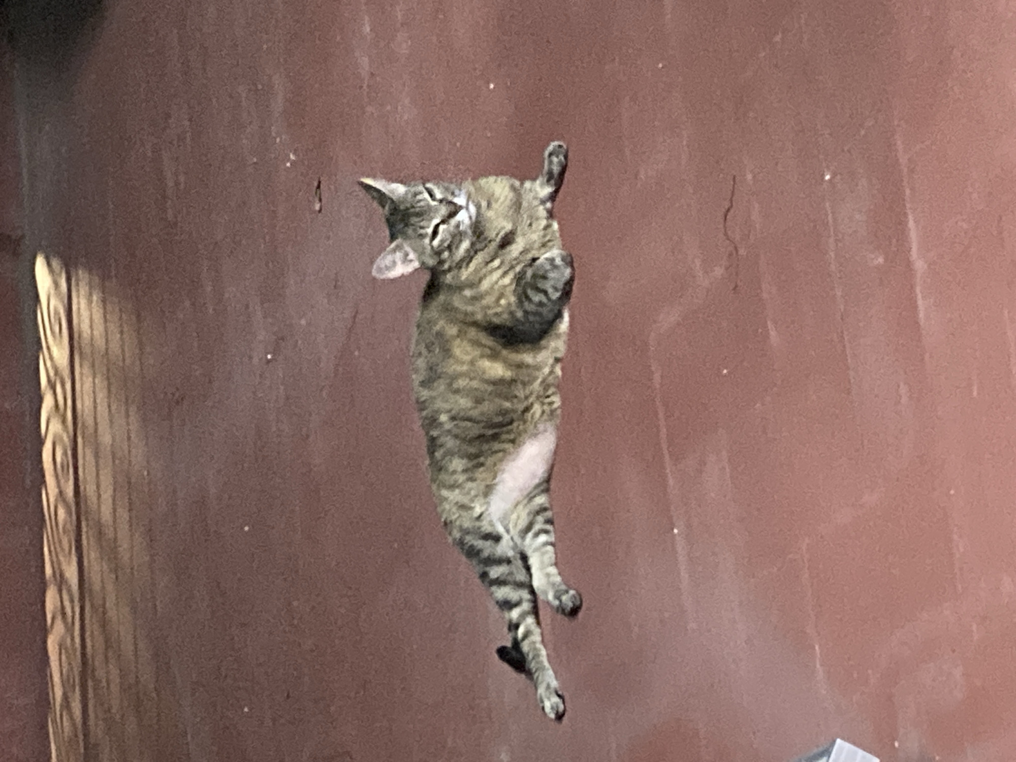 A tabby cat is lying on a reddish-brown tiled floor. The cat is facing to the right and appears to be resting or sleeping. Sunlight is casting shadows on the floor in the upper left portion of the image. The image appears to have been taken outdoors, possibly in a patio or courtyard. There is no information available to determine the specific location in Sabadell, Spain.