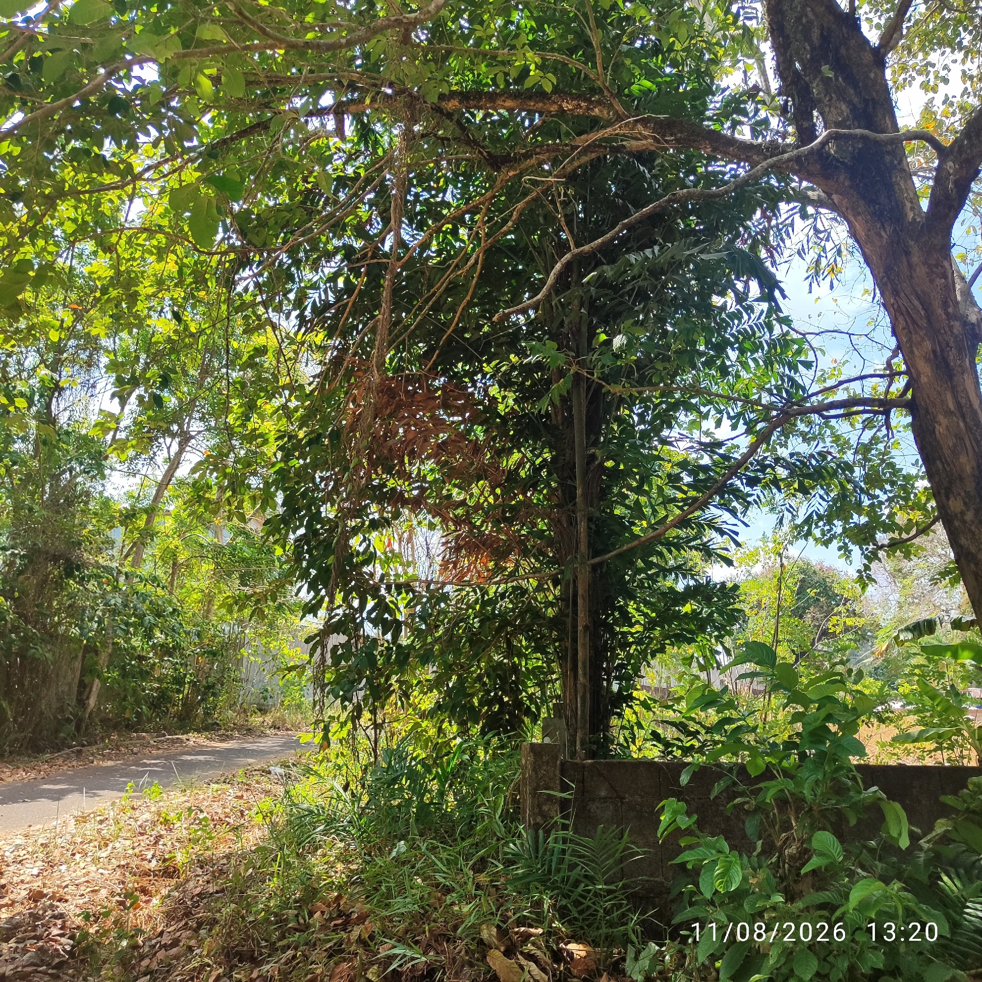 The image depicts a tranquil, sun-dappled outdoor scene, likely in a rural or semi-rural area of Unknown, Indonesia. A narrow, asphalt road meanders through the frame from the lower left towards the upper right. The road is flanked by dense foliage and trees, with the ground covered in fallen leaves and dry grass. On the right side of the road, a low, rough concrete wall runs horizontally, partially obscured by lush green plants and some dry, brown vegetation. A large tree with a textured, dark brown trunk dominates the right side of the image, its branches extending upwards and outwards, covered in green leaves. Other trees and vegetation form a dense backdrop, with sunlight filtering through the leaves, creating a play of light and shadow. The sky is visible in patches through the canopy, appearing a clear blue. The overall impression is one of natural beauty and a peaceful, unpopulated environment. A timestamp in the bottom right corner reads "11/08/2026 13:20".