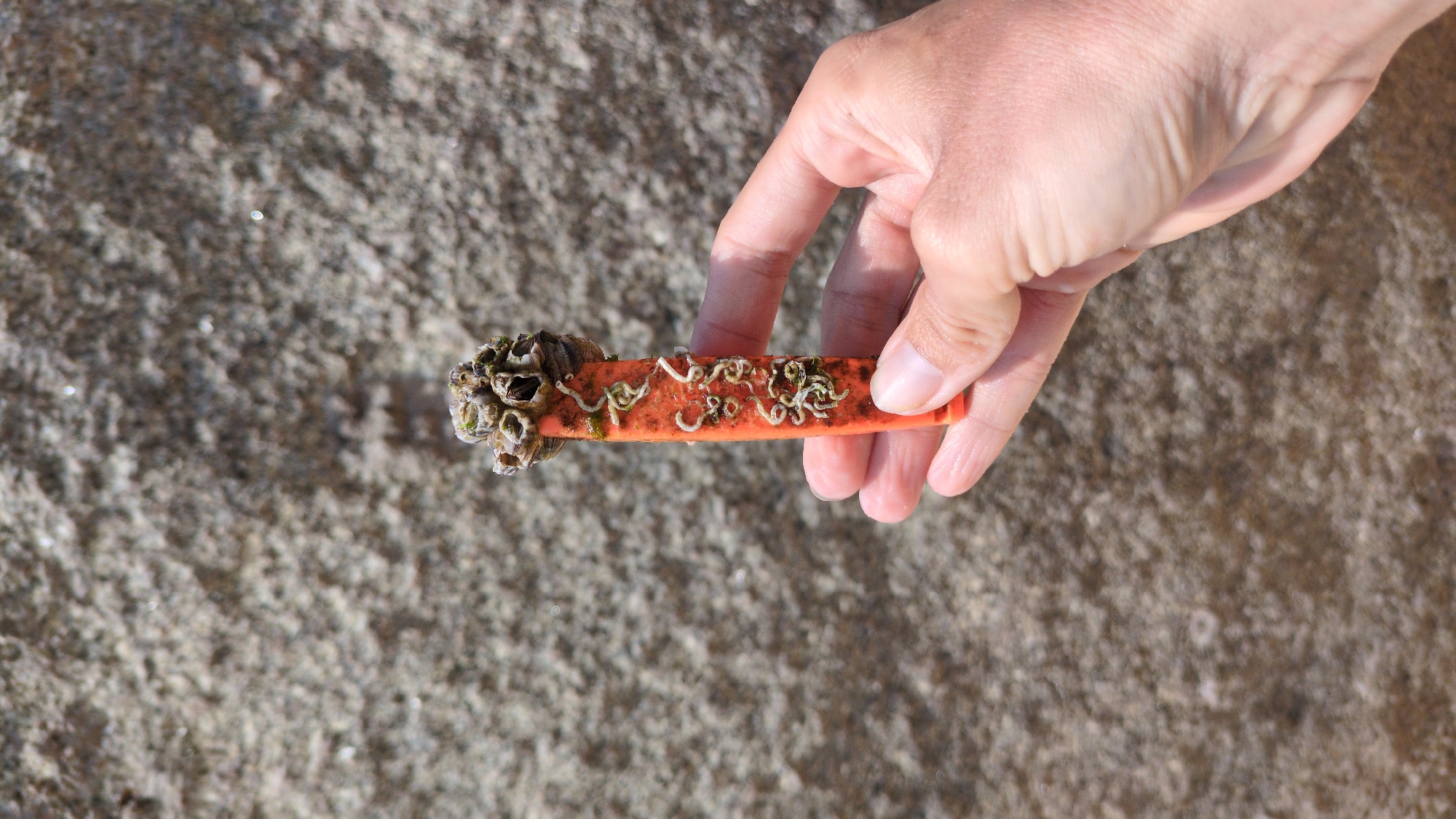 A hand holds an orange object encrusted with barnacles and small, white, worm-like organisms. The background consists of a coarse, gray surface, possibly rock or concrete. The location is not evident from the image.
