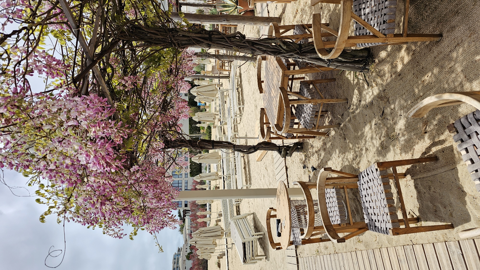 A beachside scene in Varna, Bulgaria, features a sandy area with wooden tables and chairs beneath trees with pink blossoms. The tables are surrounded by chairs with woven gray seats. In the background, white beach umbrellas are visible, along with some buildings. The sky is overcast. The scene is likely a beach restaurant or cafe.