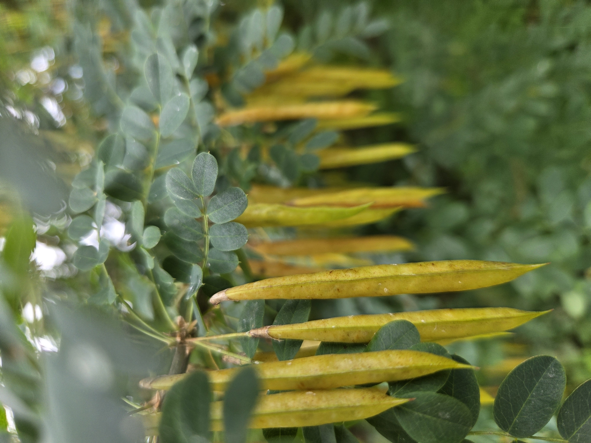 The image shows a close-up, eye-level view of a branch of a tree with several long, yellow seed pods hanging down. The seed pods are pointed at the ends and appear to be dry. They are clustered together on a thin stem, surrounded by green leaves. The leaves are oval-shaped and have a smooth texture. The background is blurred, showing more greenery and some white highlights, suggesting an outdoor, natural environment. The lighting is soft and diffused. There are no people or animals visible in the image. The scene depicts a part of a tree in its natural state, likely in the city of Восход Снт (фролово), Russia, given the context.