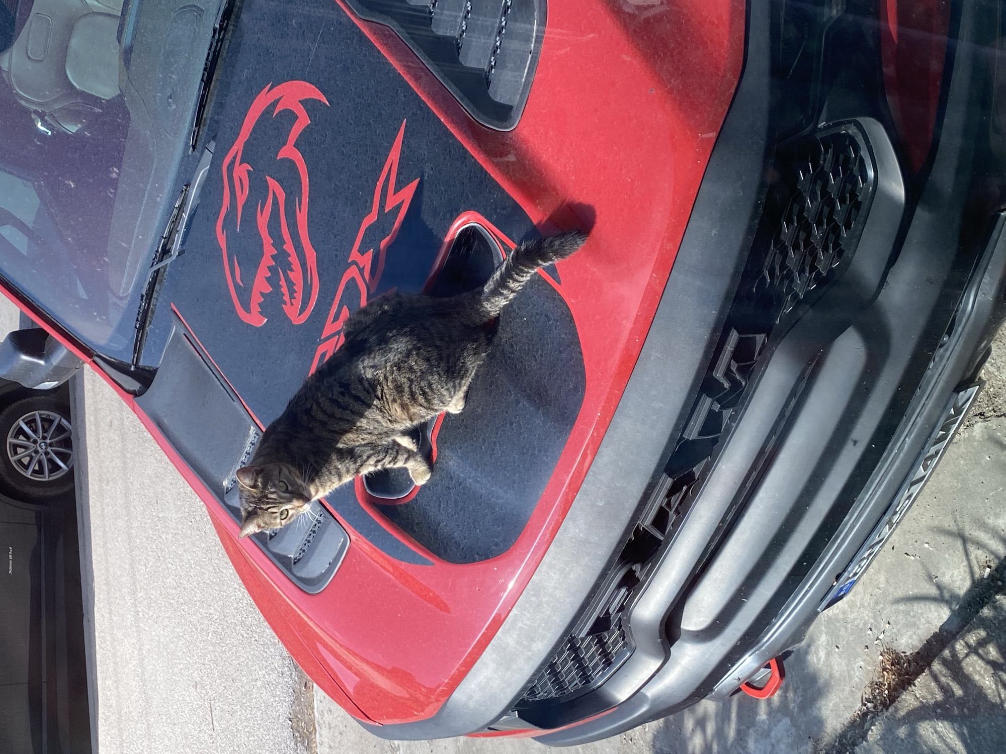 A tabby cat is lying on the hood of a red and black Dodge Ram pickup truck. The truck has a red viper decal on the hood. The background contains a sliver of another vehicle, the sidewalk, and a portion of a building. The location is likely outdoors, in an urban or suburban environment. The scene is in daylight. There is no visible evidence suggesting the city is Pleven, Bulgaria.