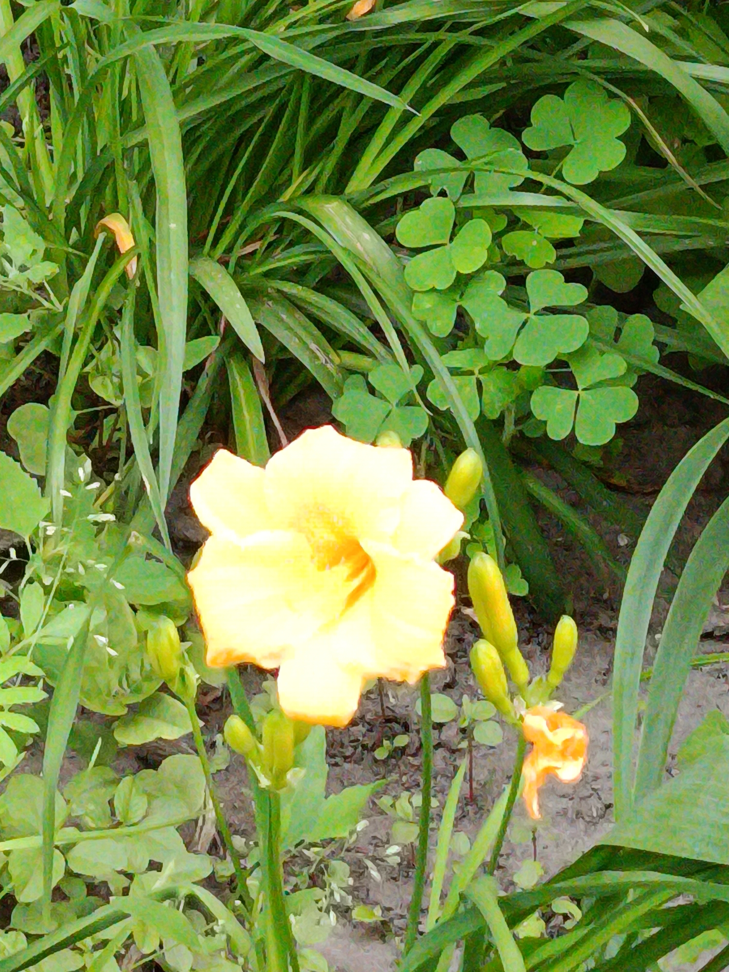 The image displays a close-up of a yellow daylily flower in bloom, surrounded by lush green foliage. Several unbloomed buds are also visible, some clustered together and others individually. In the background, a patch of clover with three-leafed patterns can be seen interspersed with the grass. The ground beneath the plants is dark and appears to be soil. The scene is likely outdoors, in a garden or natural setting within Kyiv, Ukraine.