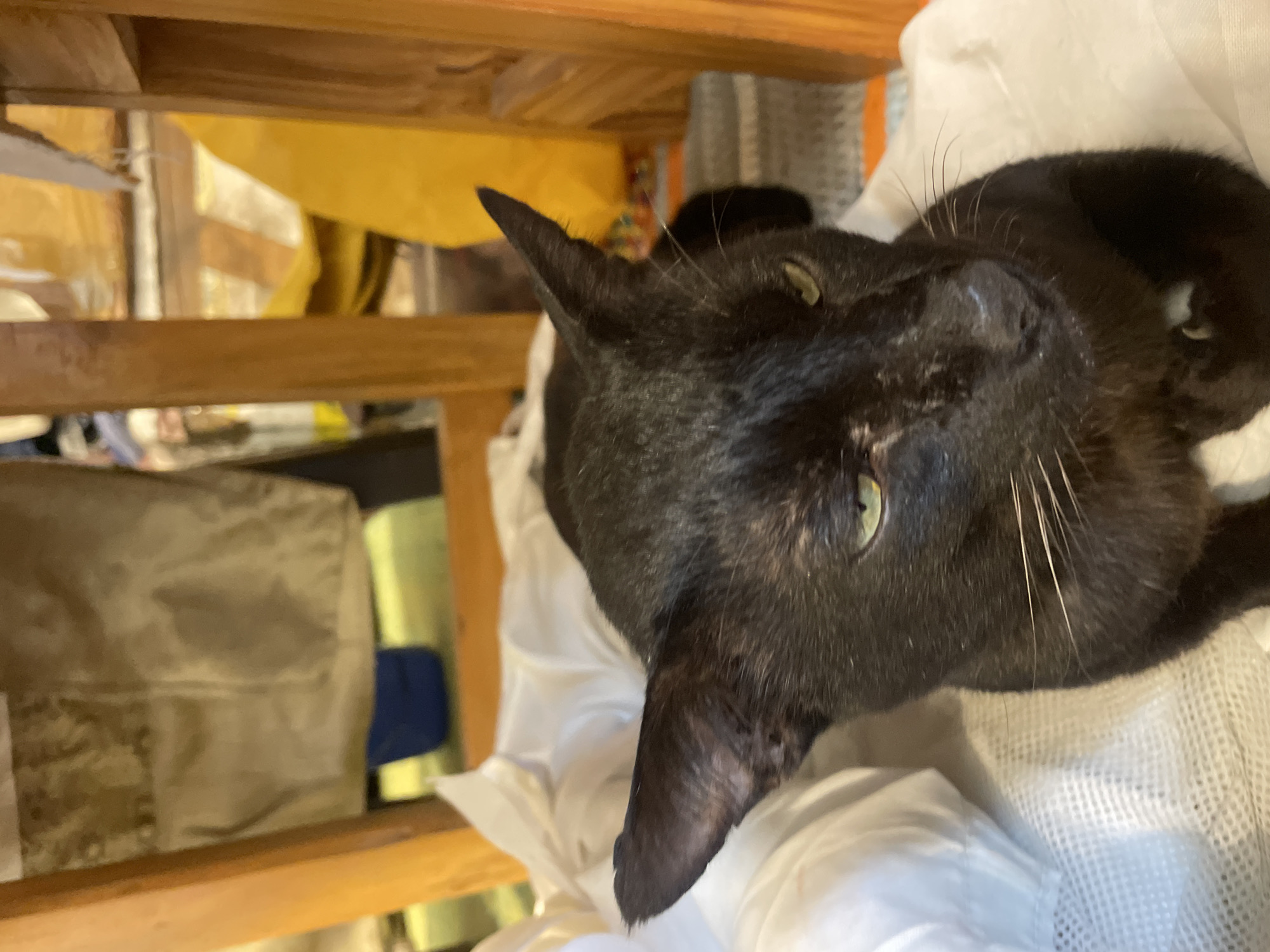 A black cat with green eyes is sitting on a white surface. The cat is facing the camera and its ears are perked up. Behind the cat, there are wooden chairs and some yellow fabric. The scene appears to be indoors.