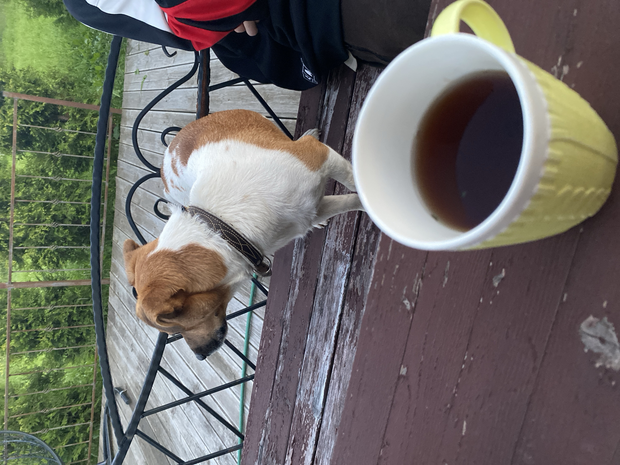 A brown and white dog is standing on a wooden deck next to a person in black and red clothing. In the foreground, a yellow mug filled with dark liquid is placed on a dark wooden table. The background shows a railing and green foliage. The image appears to have been taken outdoors, possibly in a backyard or on a porch. The location is identified as Bol'shoe Zaborod'e, Russia.