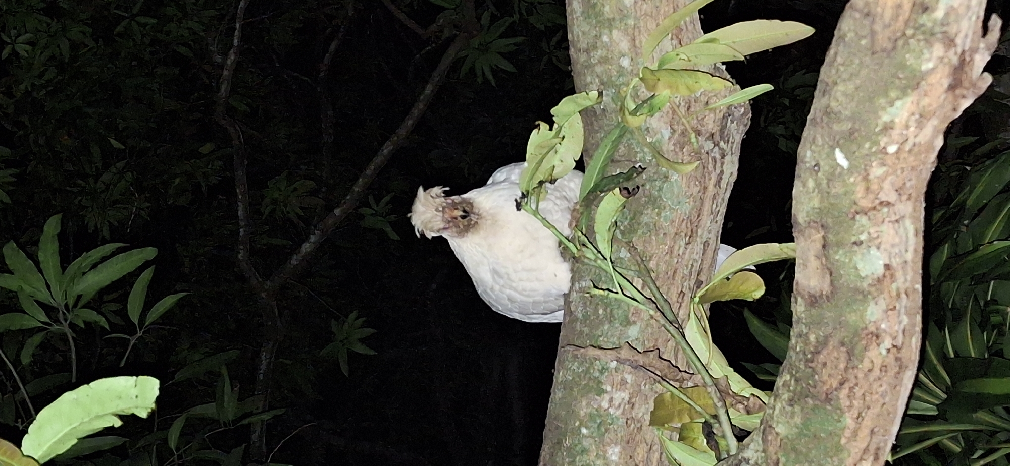 A white chicken with a prominent crest of feathers on its head is perched on a tree branch. The chicken is facing the camera, with its beak slightly open. Its eyes are dark and appear to be looking directly at the viewer. The chicken's body is mostly white, with some gray feathers visible on its wings. The tree branch is thick and rough, with green leaves growing around it. The background is dark and blurry, suggesting that the photo was taken at night. The chicken appears to be in good health and is not showing any signs of distress. The location of this image is the town of Vallecito, Venezuela, as confirmed by the metadata.